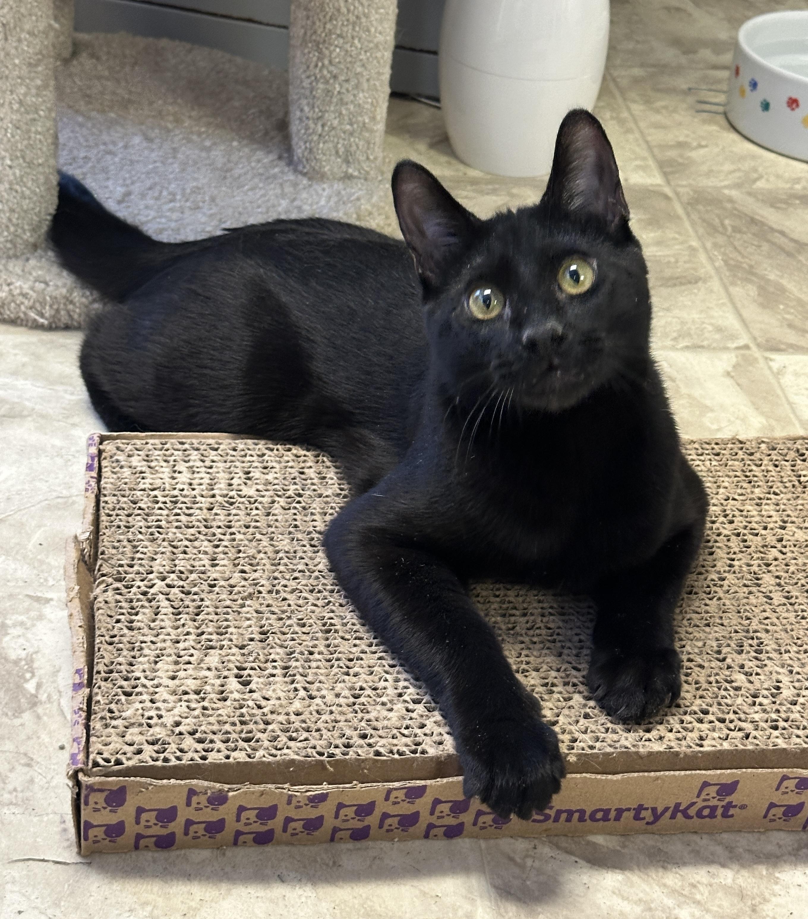 Marcel, Adoptable, Young Male Domestic Short Hair.