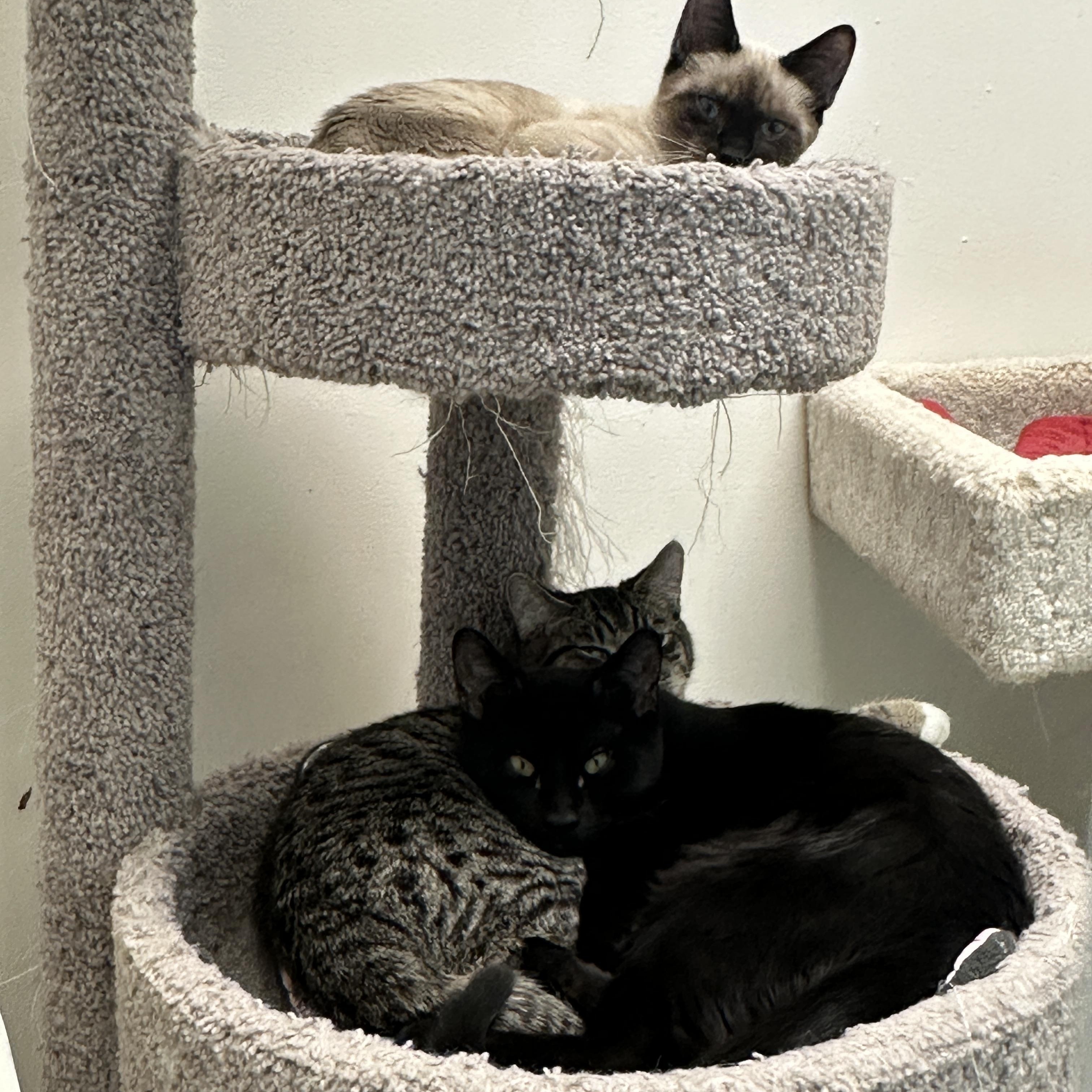 Marcel, Momma Lyra, Marie & Hercules