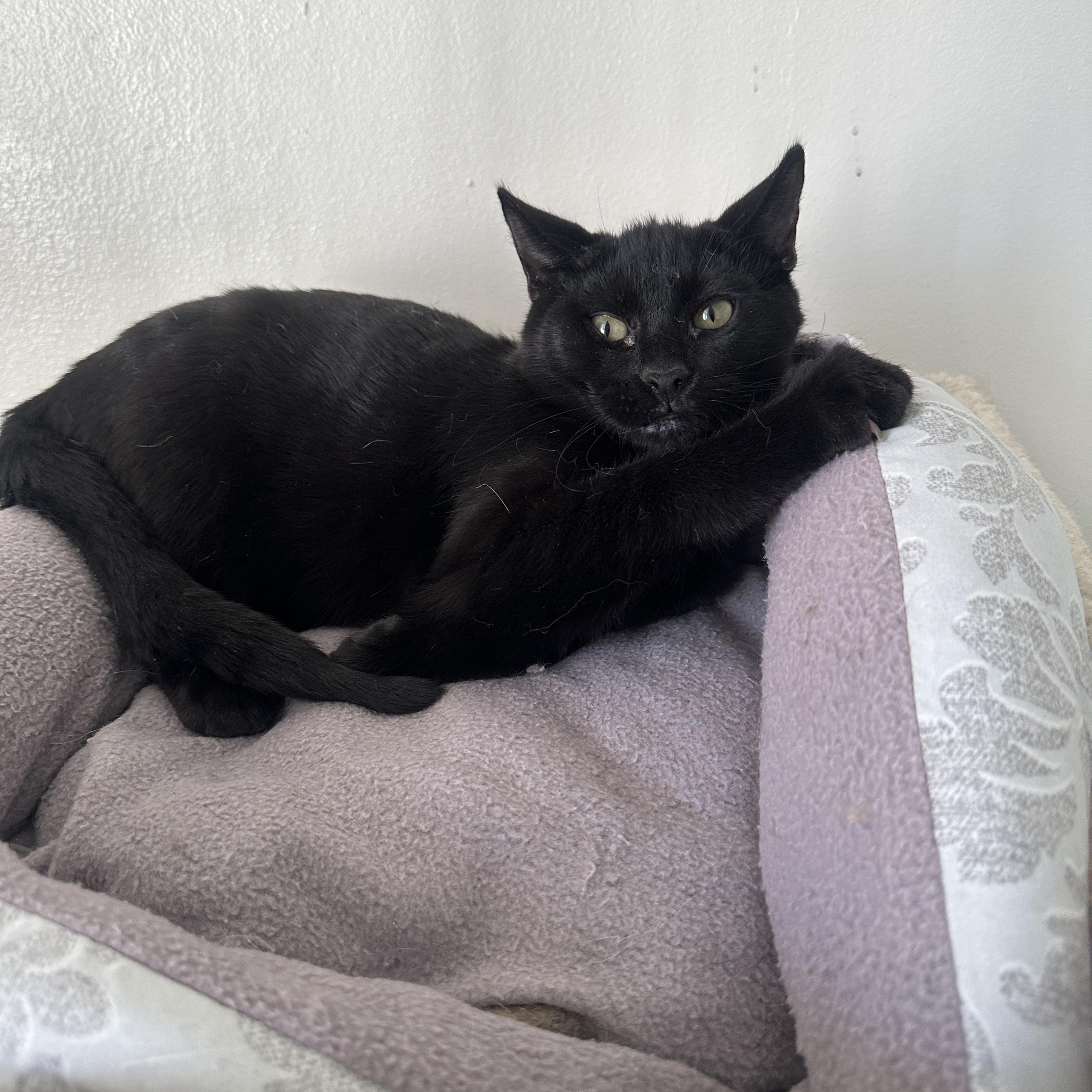 Enlarge Marcel, Momma Lyra, Marie & Hercules, a Adoptable mixed breed in Anchorage, AK image 3/6