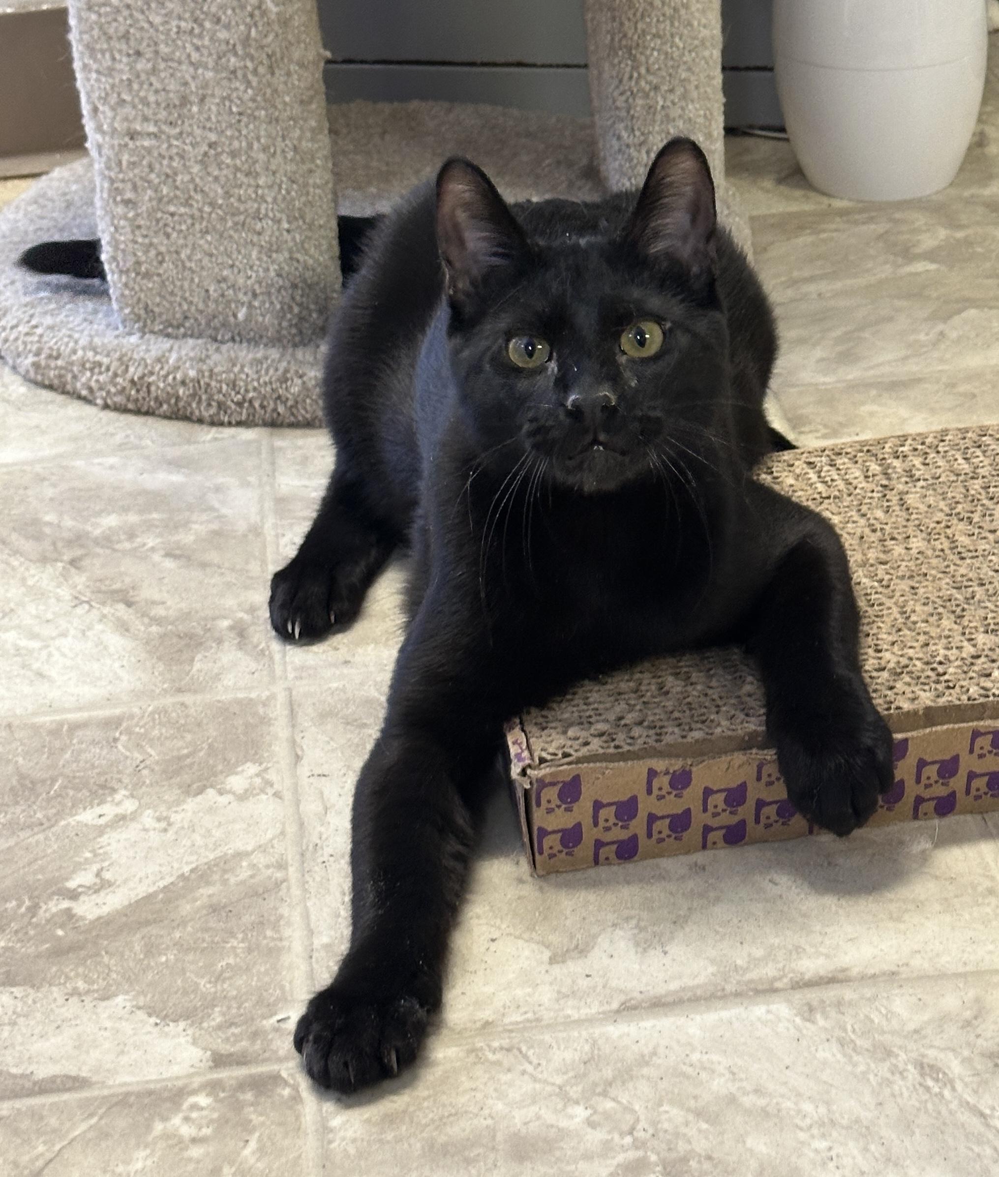 Enlarge Marcel, a Adoptable mixed breed in Anchorage, AK image 3/6