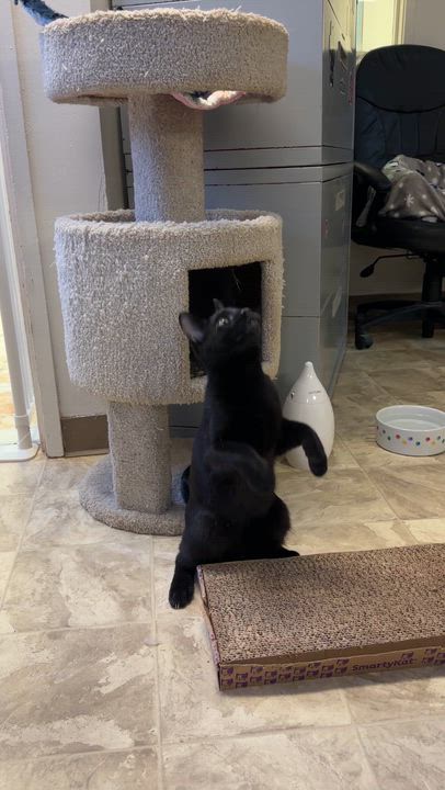 Enlarge Marcel, a Adoptable mixed breed in Anchorage, AK video 6/6