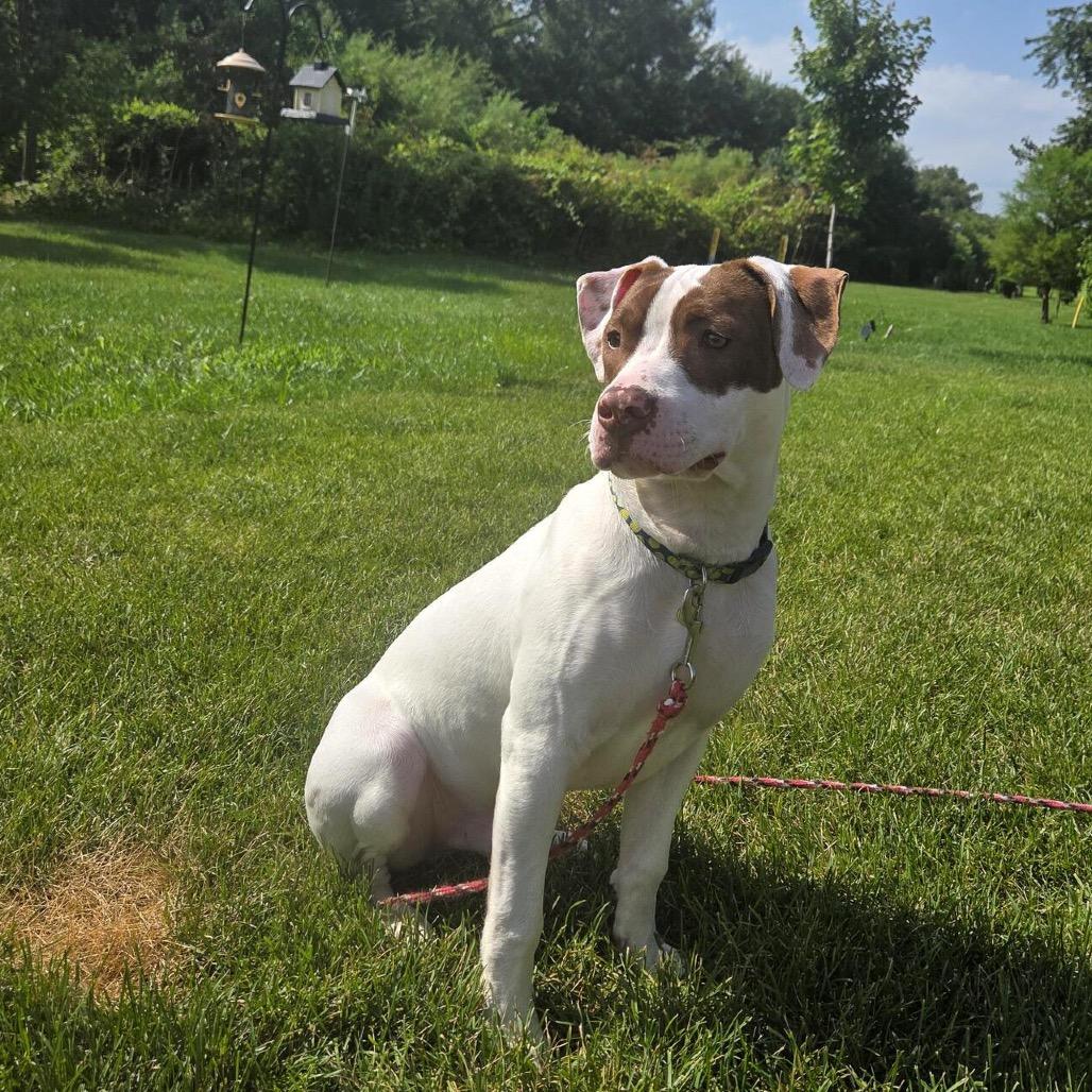 Hondo "Buster", a Adoptable mixed breed in Valparaiso, IN image 1/2