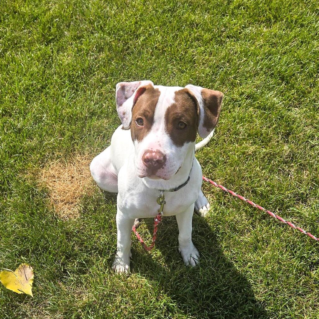 Hondo "Buster", a Adoptable mixed breed in Valparaiso, IN image 2/2