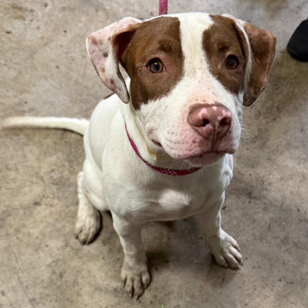 Enlarge Hondo "Buster", a Adoptable mixed breed in Valparaiso, IN image 1/1