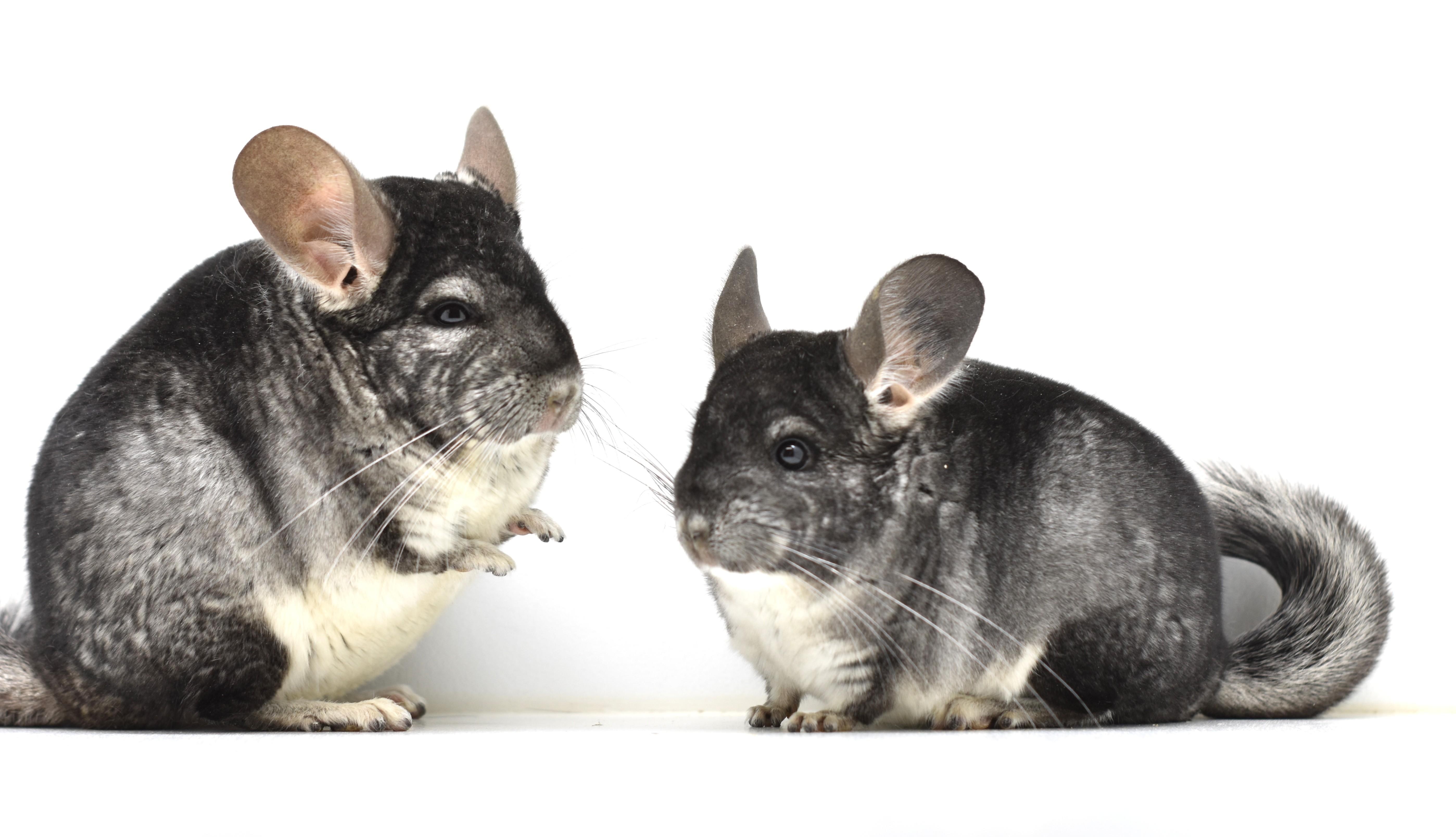 Pair of Standard Grey Males, Adoptable, Adult Male Chinchilla.