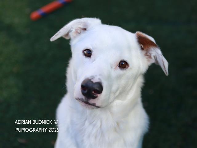 BEAR, Adoptable, Adult Male Mixed Breed.
