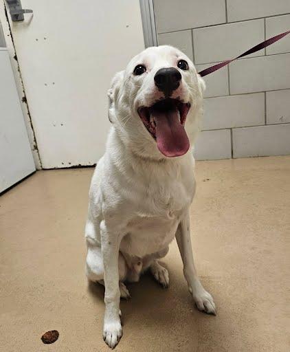 BEAR, an adopted Mixed Breed in Nashville, TN image 2/2