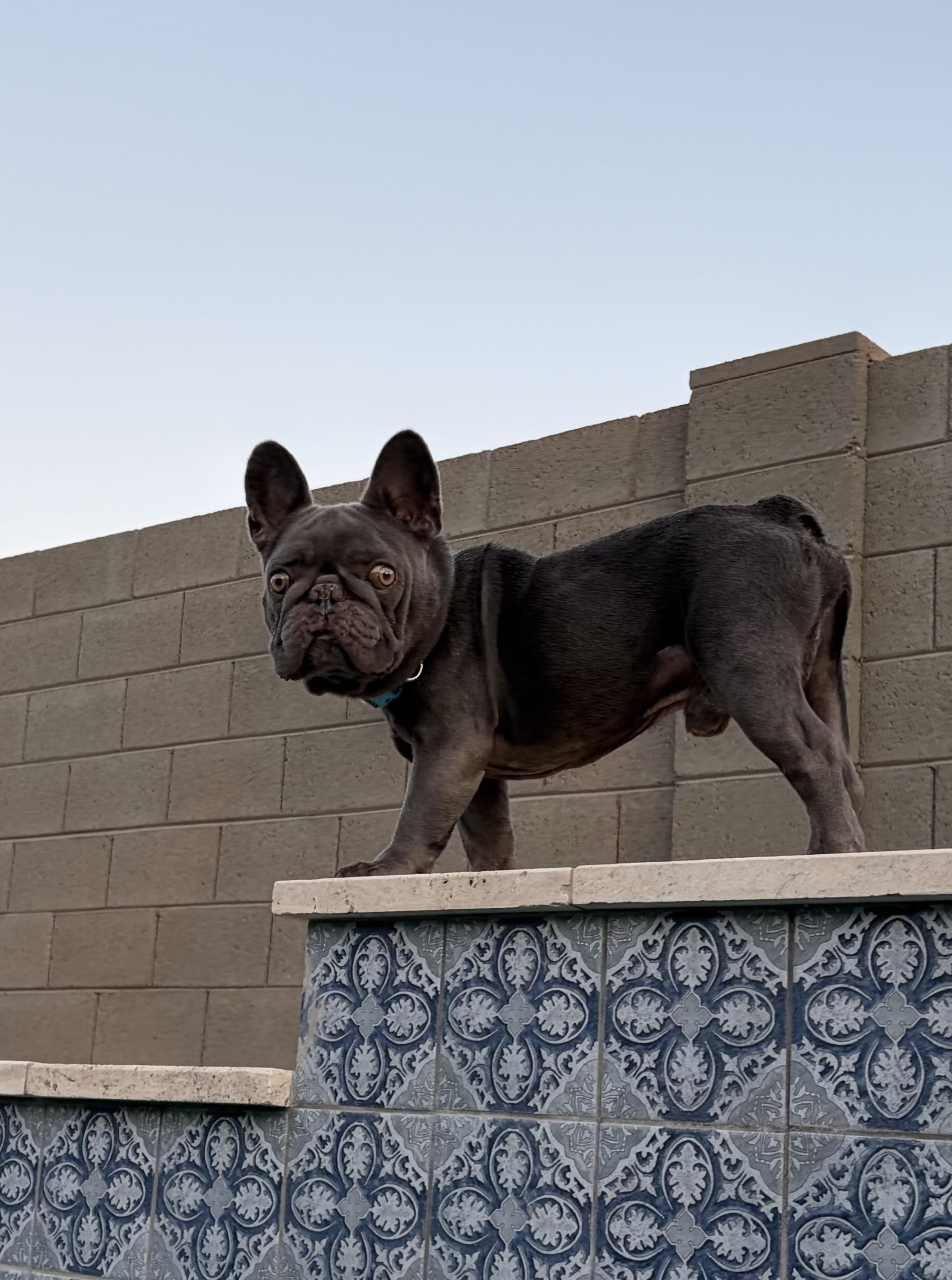 Creedie, Adoptable, Adult Male French Bulldog.
