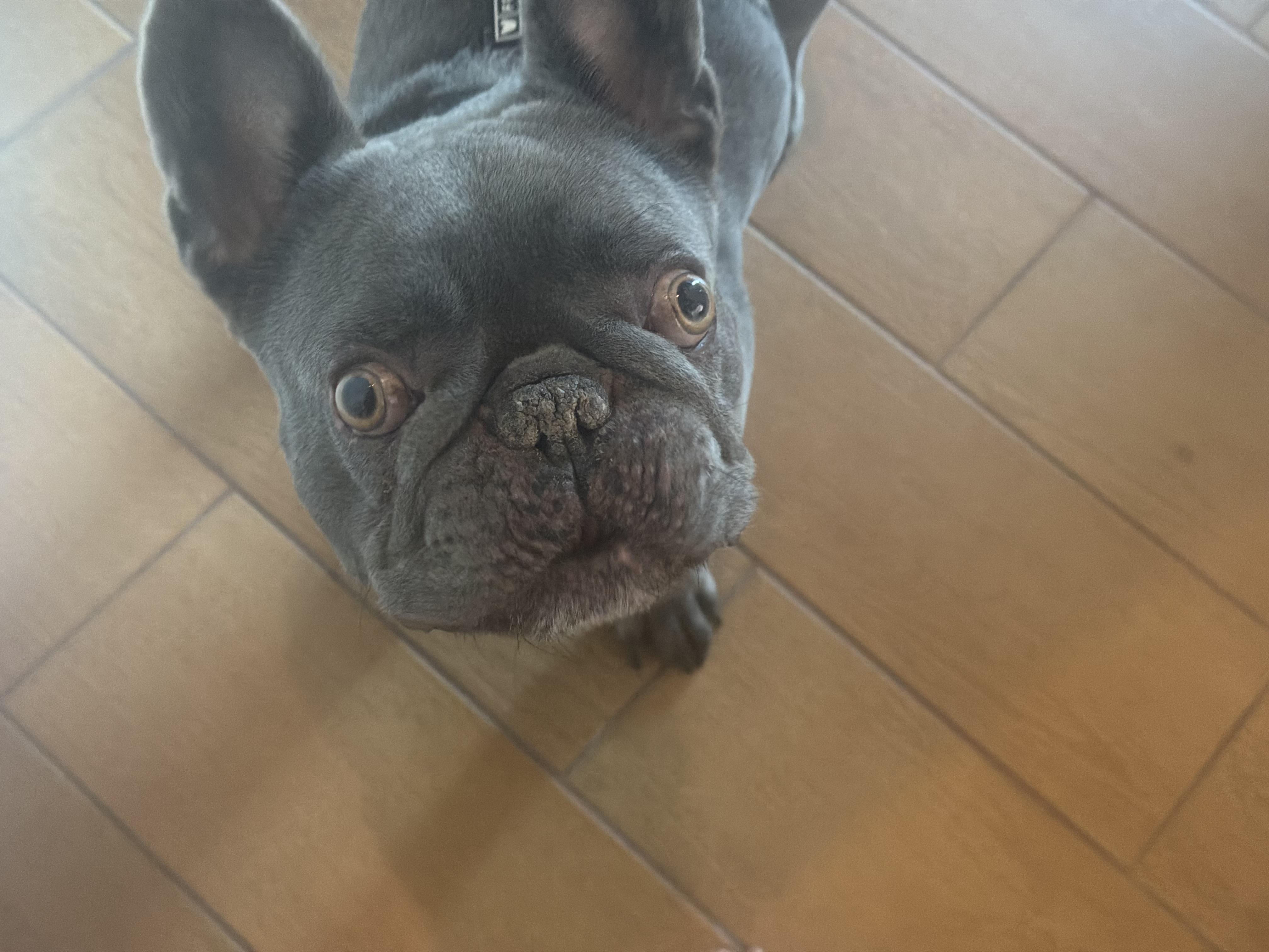 Creedie, a Adoptable French Bulldog in Mesa, AZ image 1/5