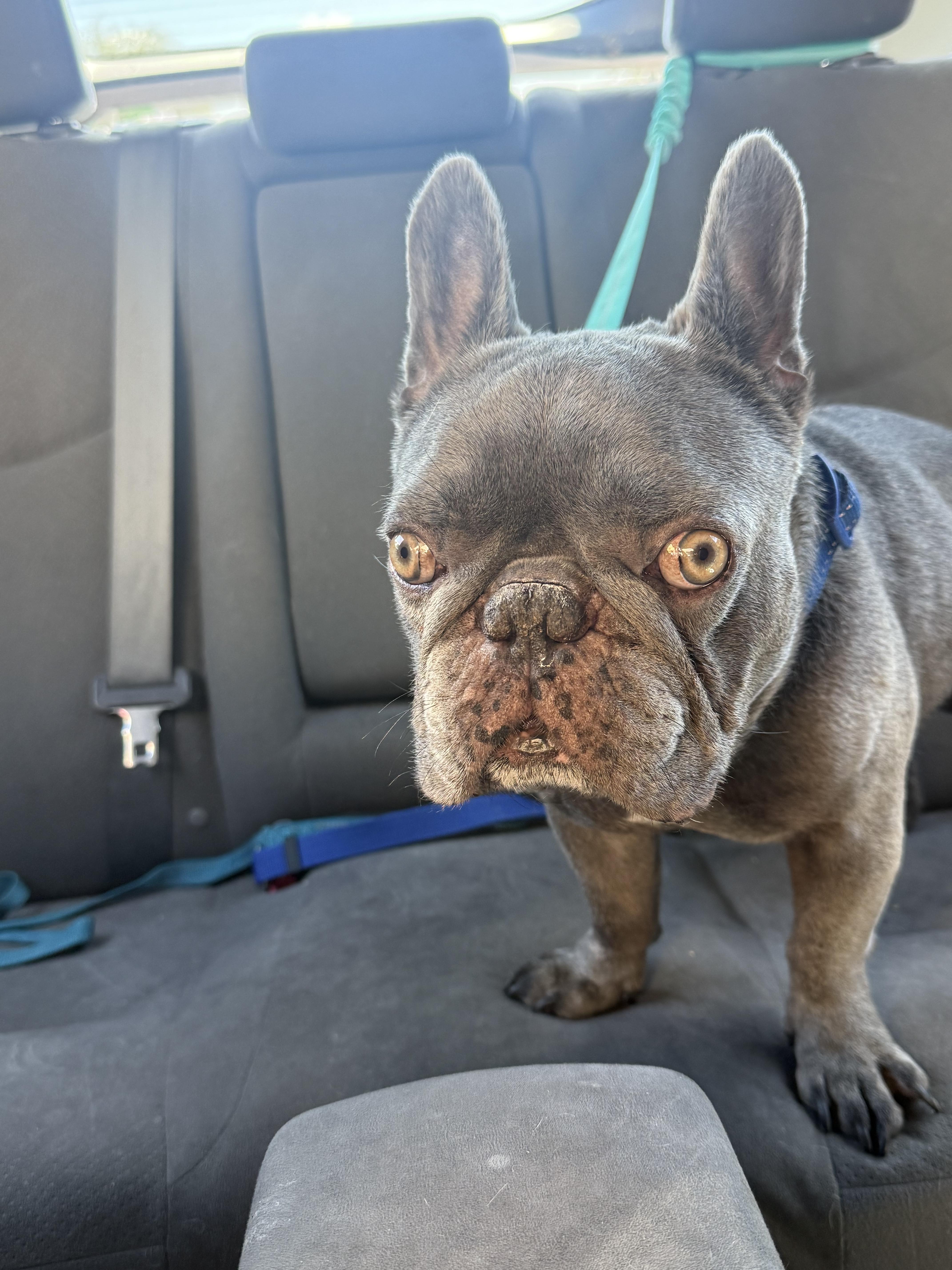 Creedie, a Adoptable French Bulldog in Mesa, AZ image 2/5