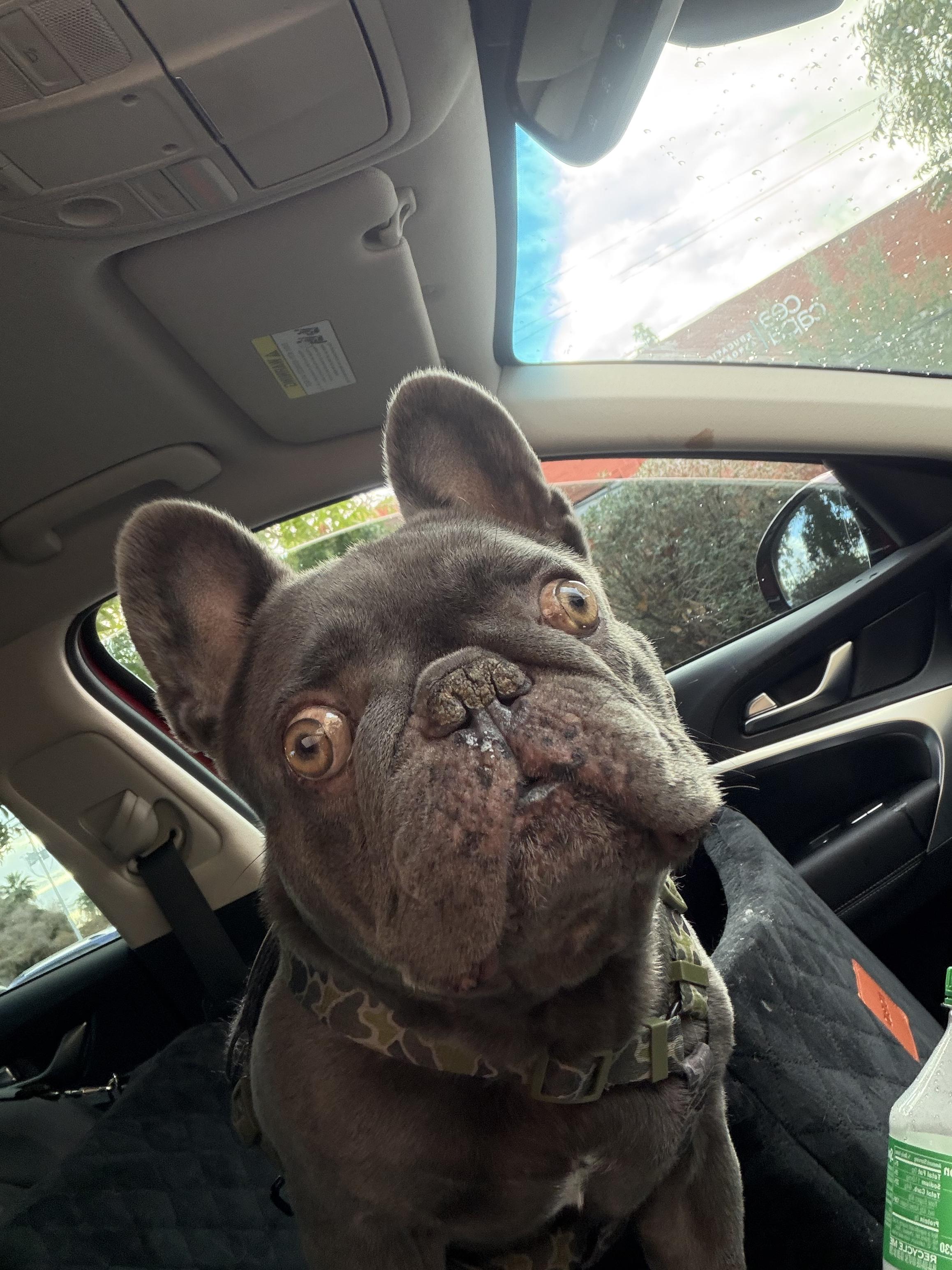Creedie, a Adoptable French Bulldog in Mesa, AZ image 3/5