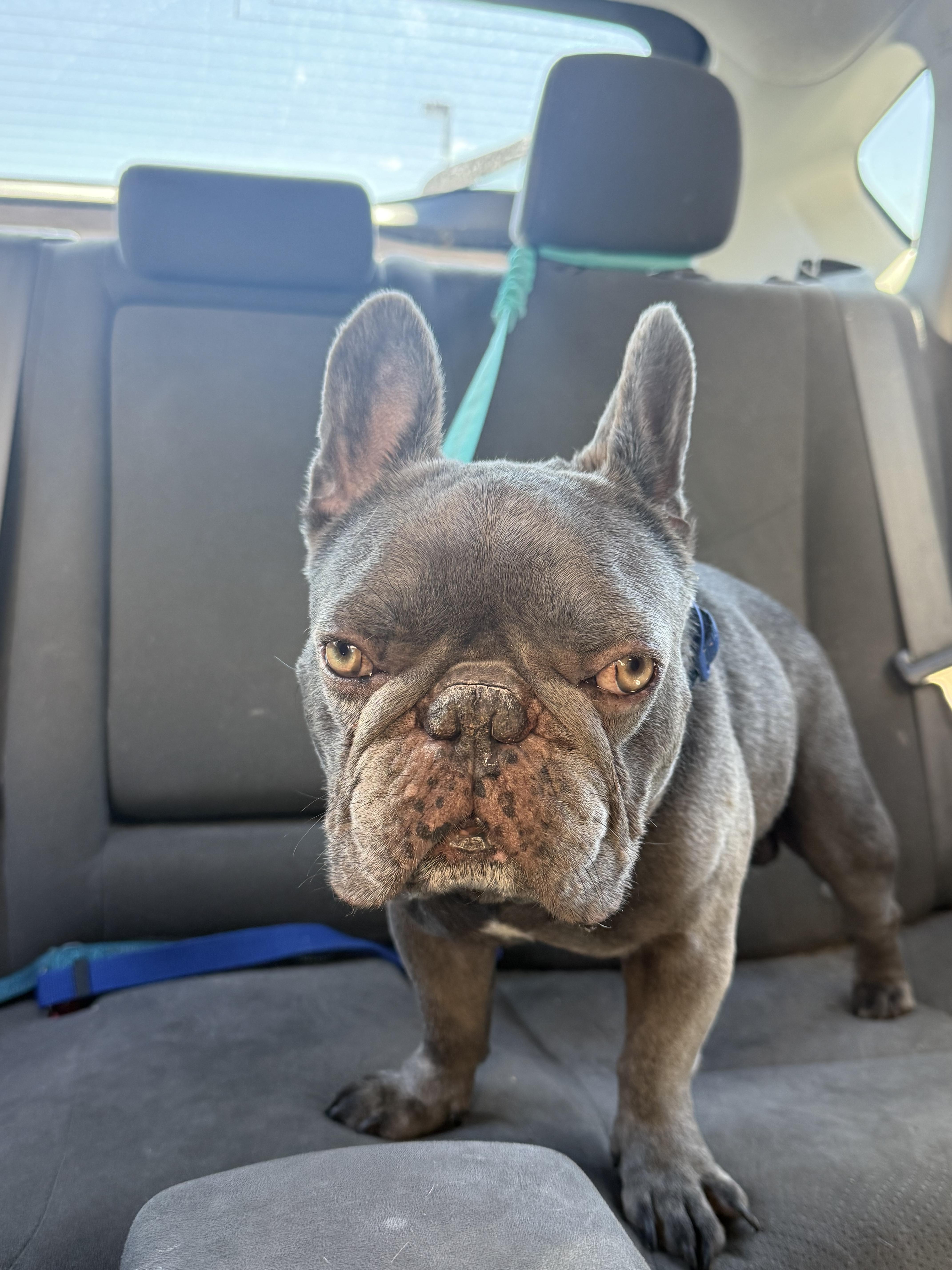 Creedie, a Adoptable French Bulldog in Mesa, AZ image 4/5