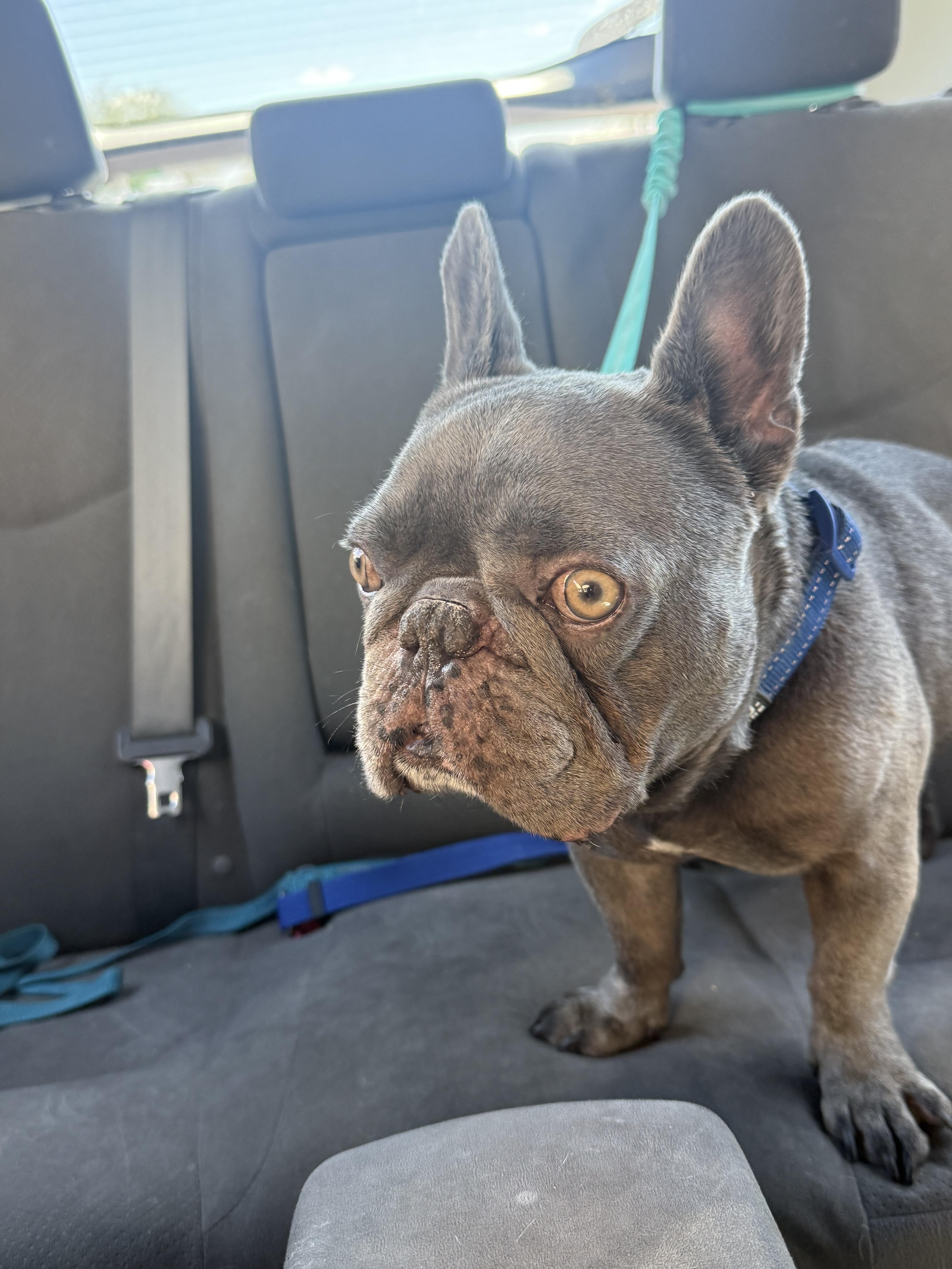 Creedie, a Adoptable French Bulldog in Mesa, AZ image 5/5