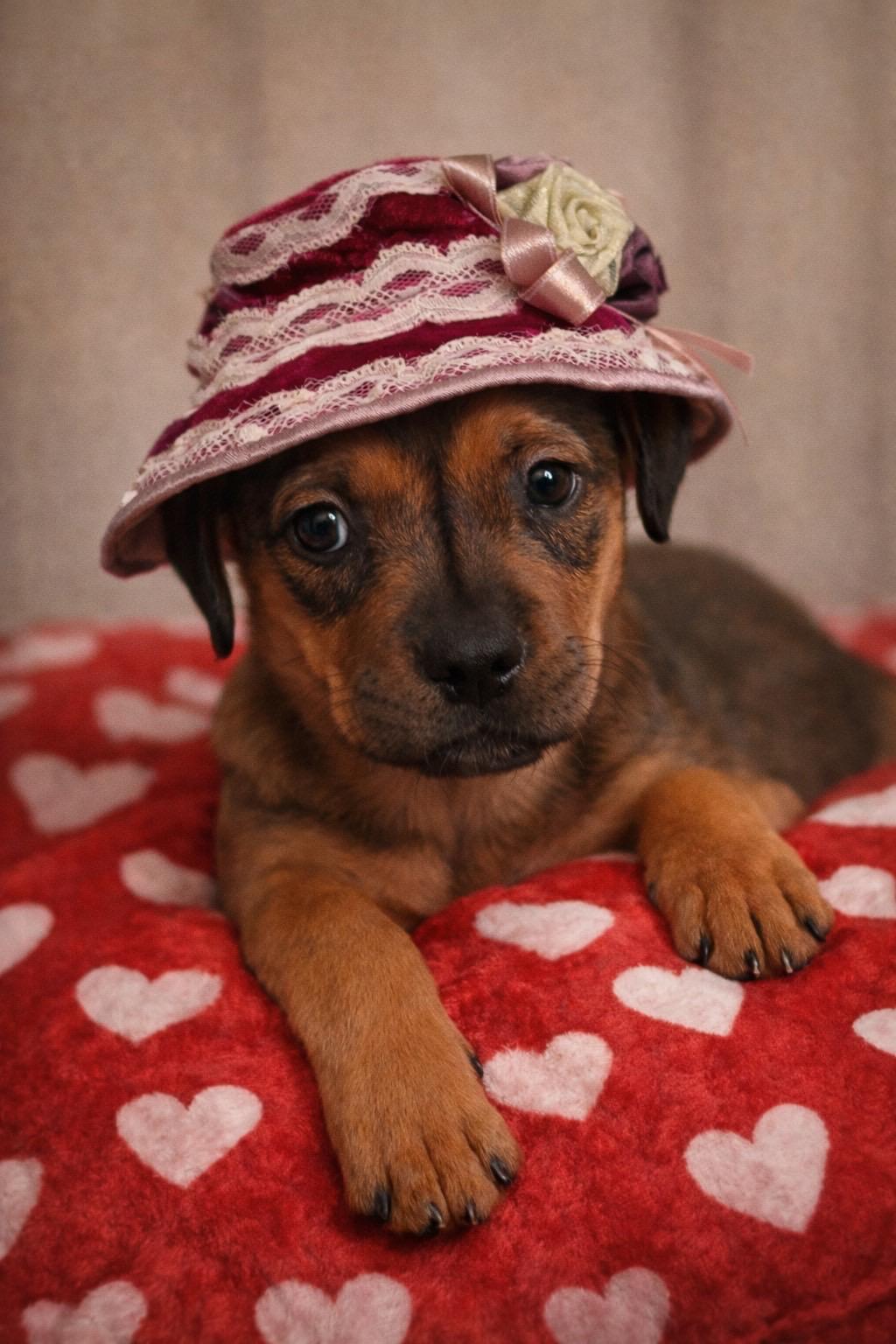 Enlarge Trixie, a Adoptable mixed breed in Murrieta, CA image 1/5