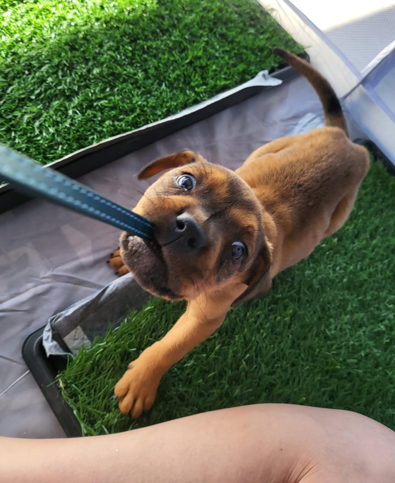 Enlarge Trixie, a Adoptable mixed breed in Murrieta, CA image 3/5