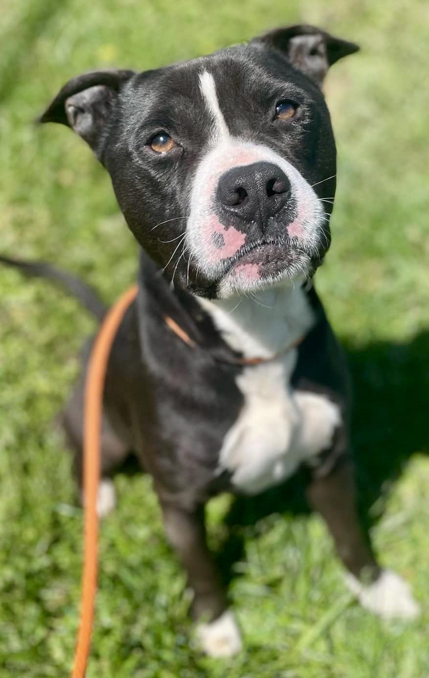 OZZIE, a Adoptable mixed breed in Franklin, KY image 1/6