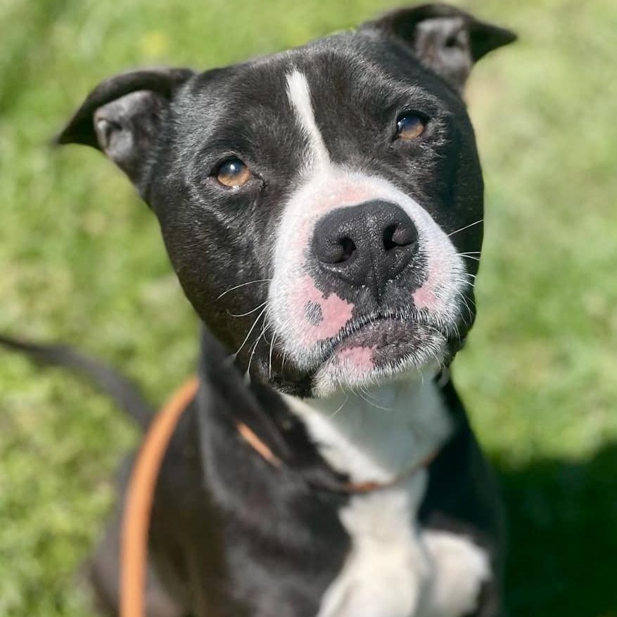 OZZIE, a Adoptable mixed breed in Franklin, KY image 2/6