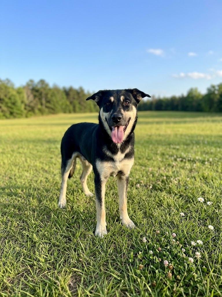 Enlarge Aries, a Adoptable mixed breed in Hardeeville, SC image 1/1