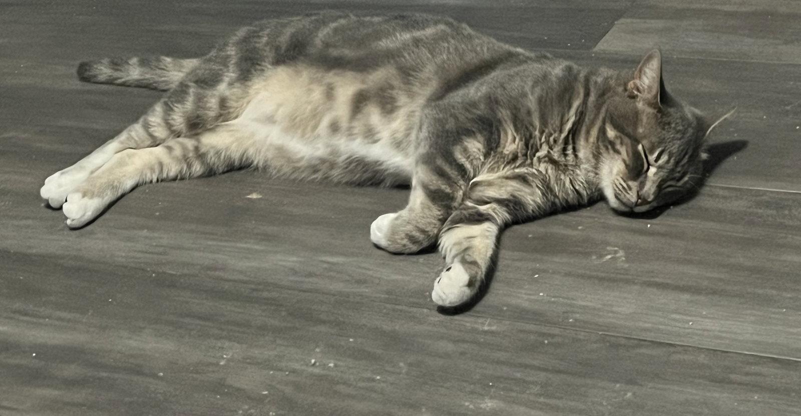 Enlarge Theodore, a Adoptable Domestic Short Hair in Lexington, SC image 1/3