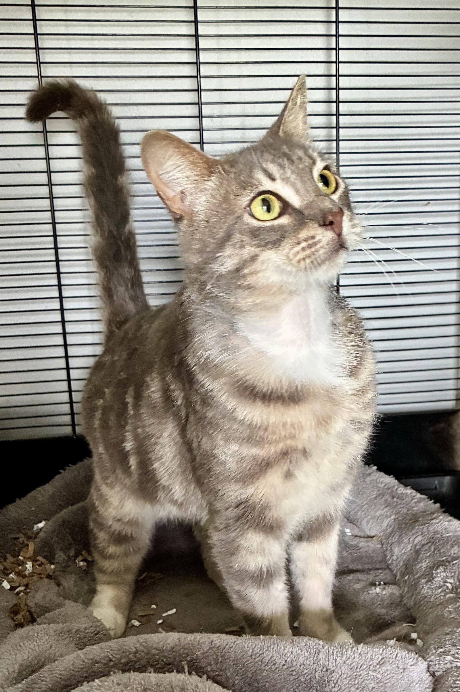 Enlarge Theodore, a Adoptable Domestic Short Hair in Lexington, SC image 2/3