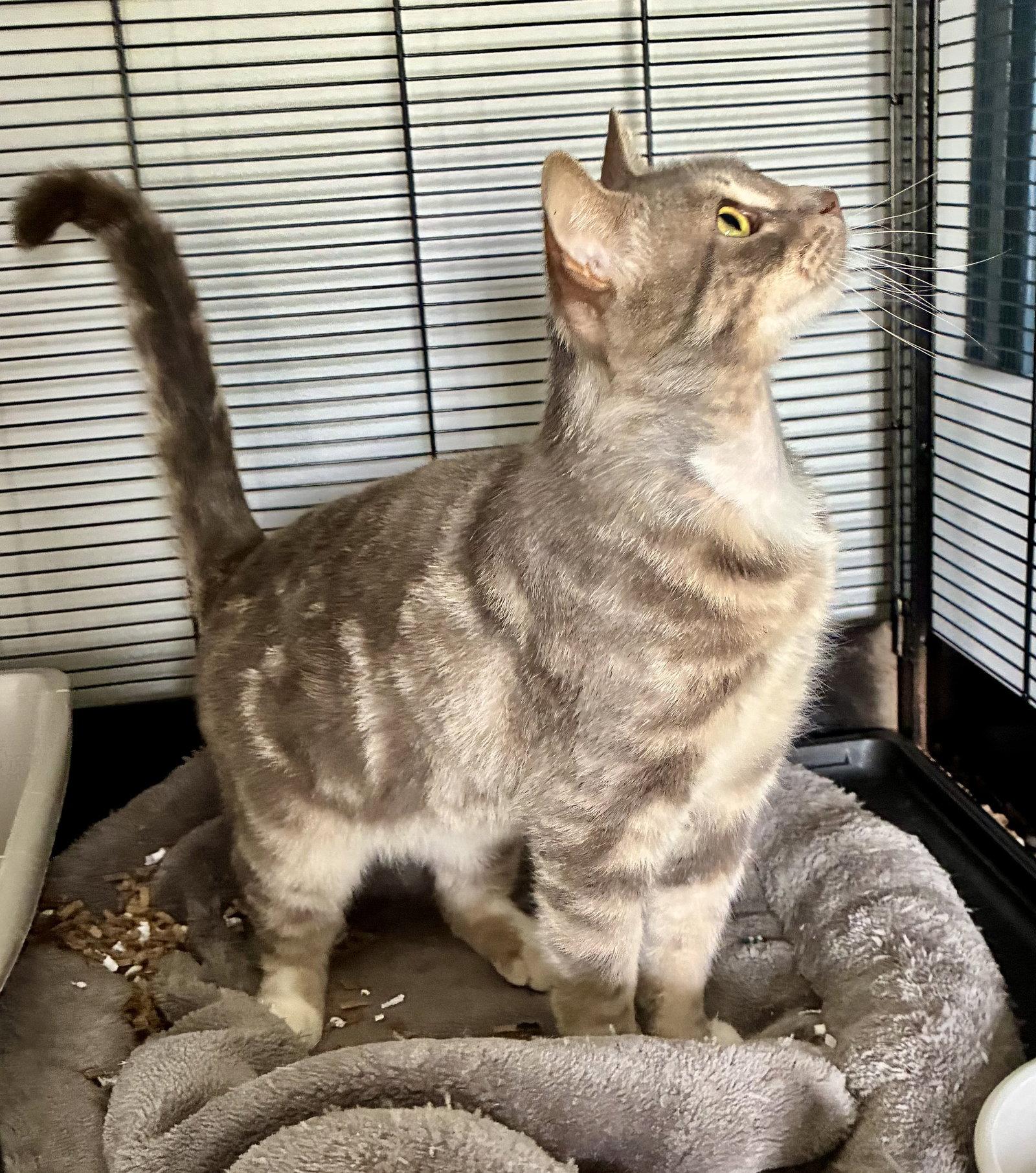 Enlarge Theodore, a Adoptable Domestic Short Hair in Lexington, SC image 3/3