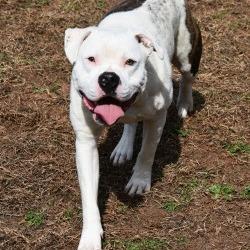 Enlarge Bruno, a Adoptable mixed breed in Columbus, NC image 2/5