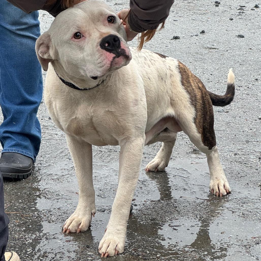 Enlarge Bruno, a Adoptable mixed breed in Columbus, NC image 3/5