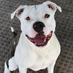 Enlarge Bruno, a Adoptable mixed breed in Columbus, NC image 4/5