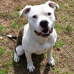Enlarge Bruno, a Adoptable mixed breed in Columbus, NC image 5/5