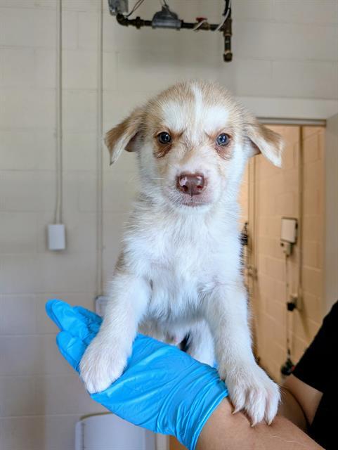 FERN, Adoptable, Puppy Male German Shepherd Dog & Siberian Husky.