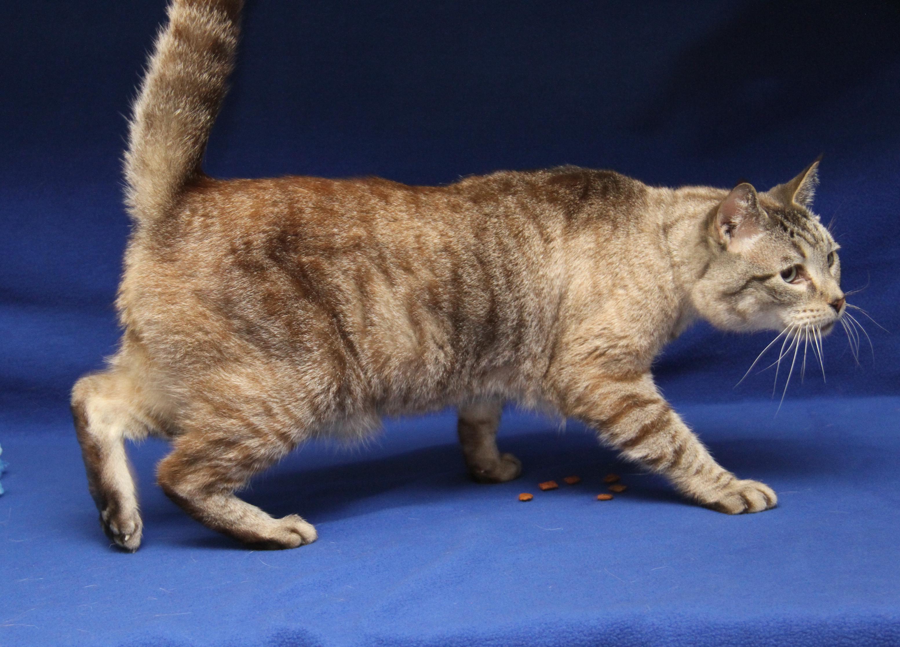 Peanut (Neutered) (Photos 4/10/2026), adopted, Senior Male Siamese.
