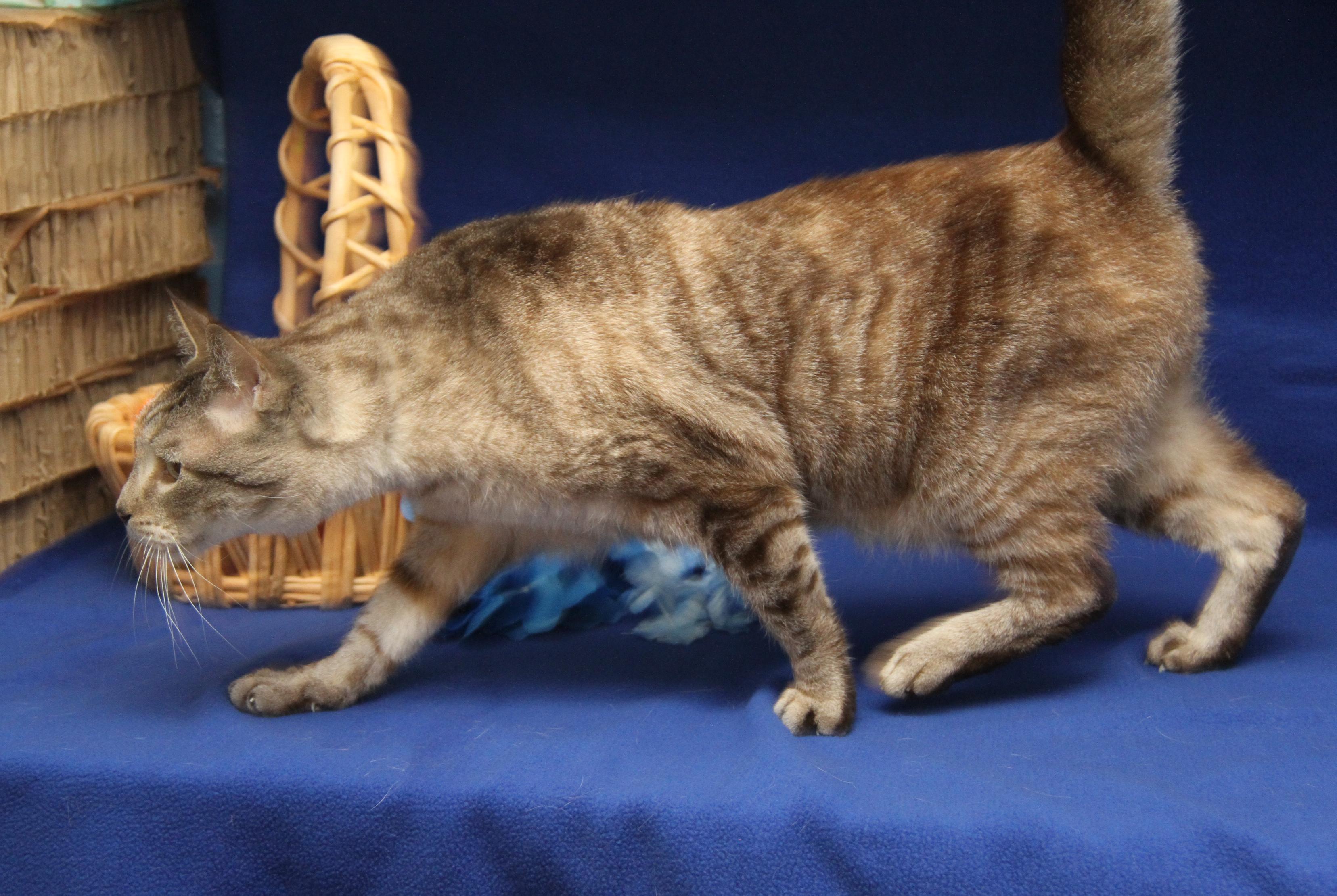 Enlarge Peanut (Neutered) (Photos 4/10/2026), an adopted Siamese in Marietta, OH image 4/6