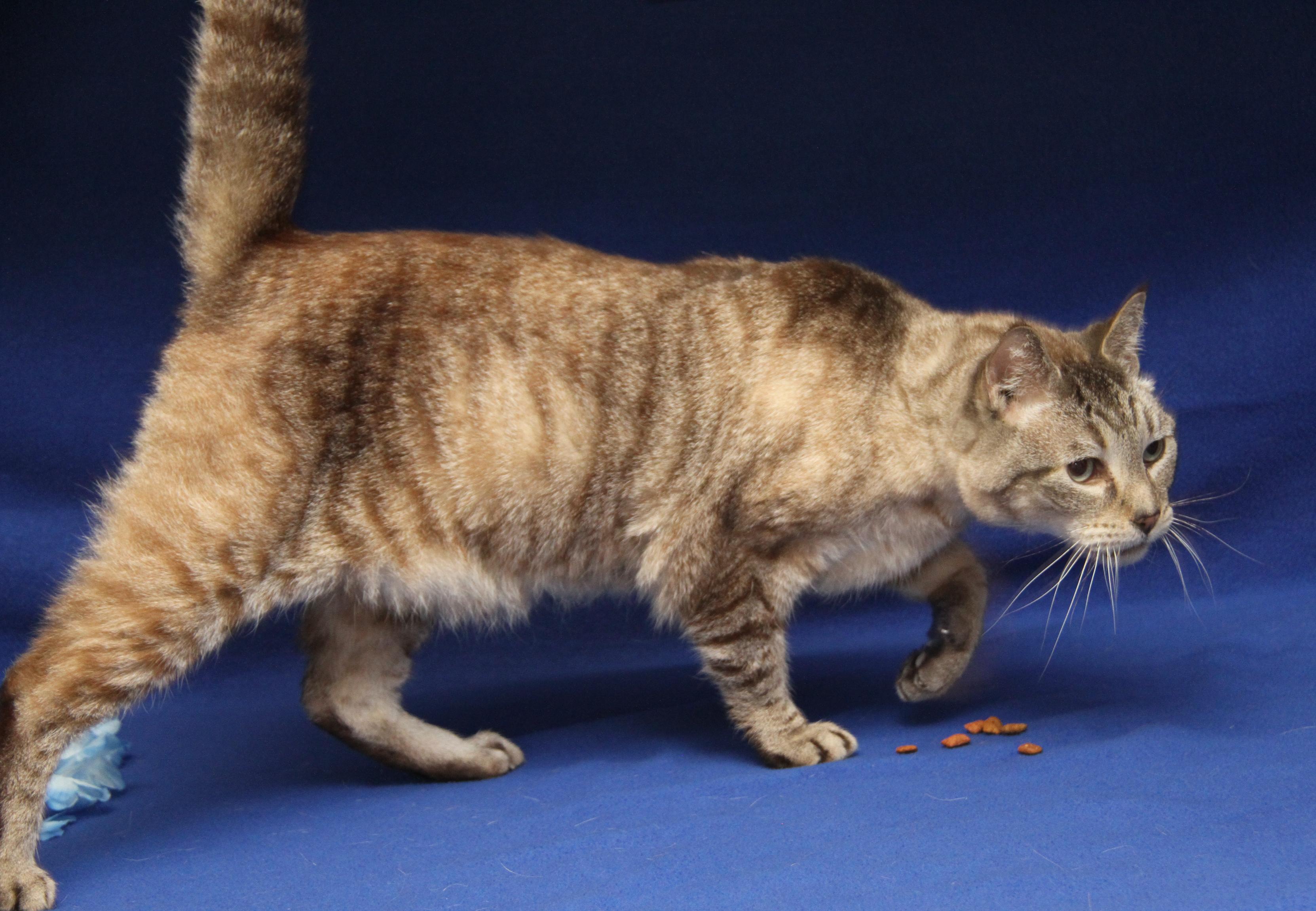 Enlarge Peanut (Neutered) (Photos 4/10/2026), an adopted Siamese in Marietta, OH image 2/6