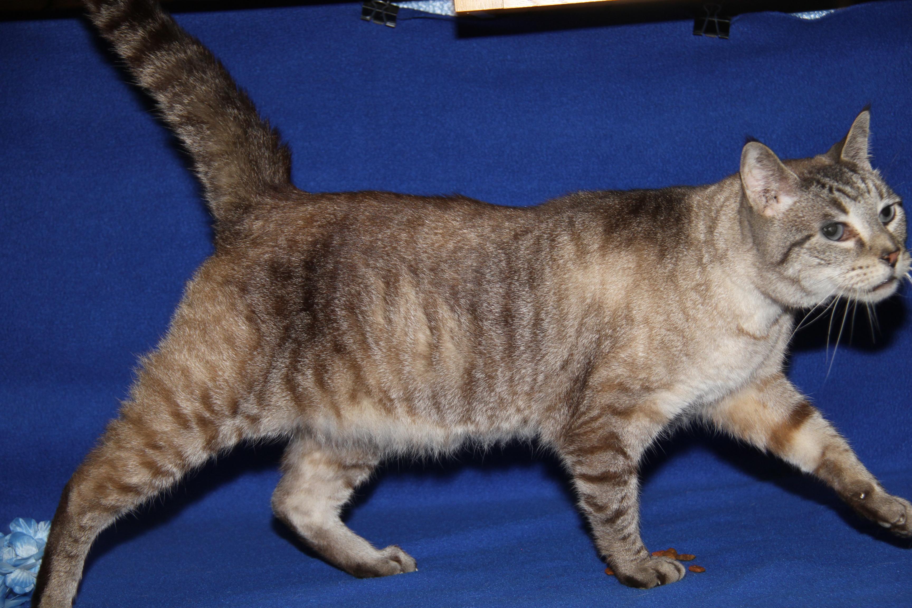 Enlarge Peanut (Neutered) (Photos 4/10/2026), an adopted Siamese in Marietta, OH image 5/6
