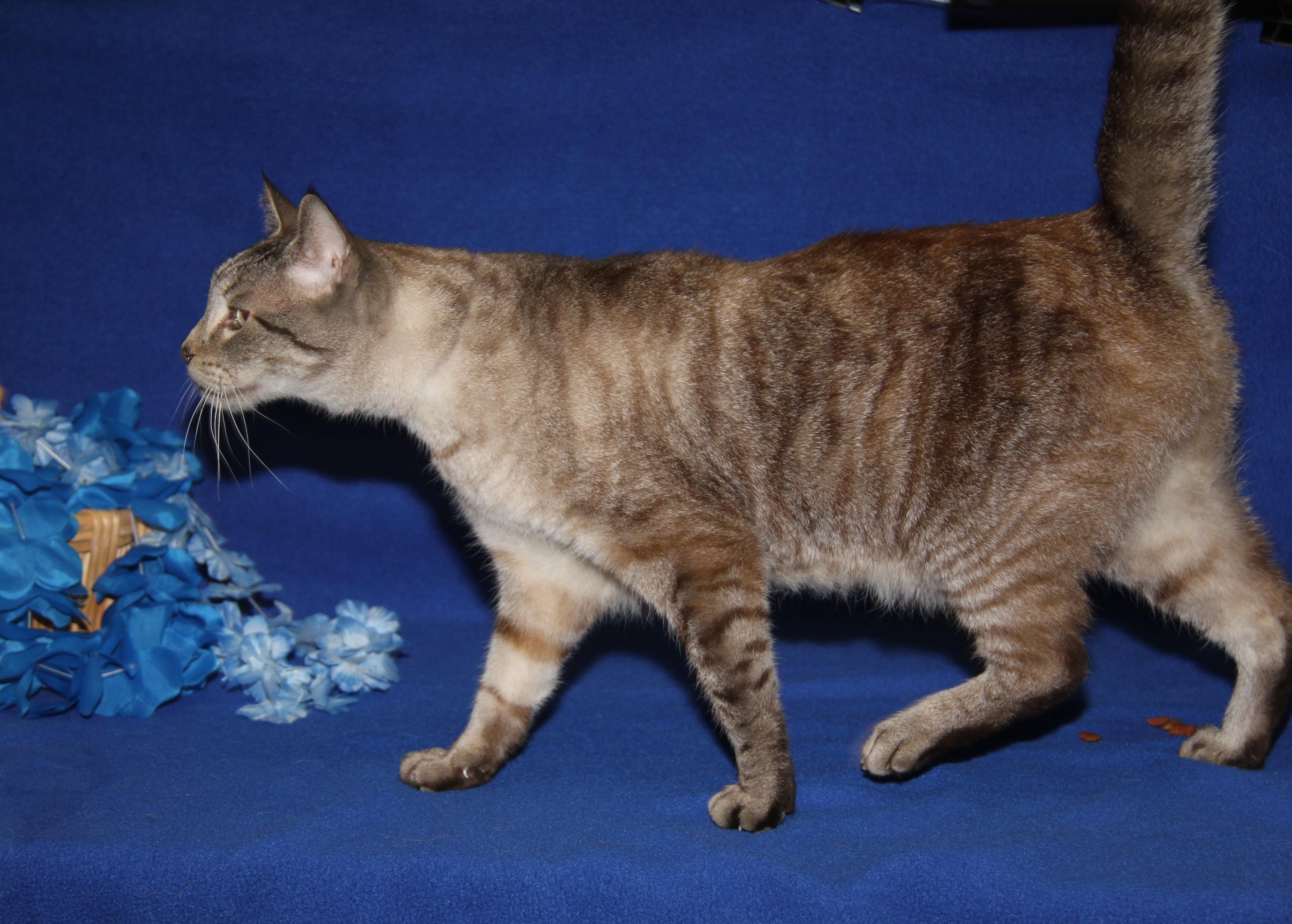 Enlarge Peanut (Neutered) (Photos 4/10/2026), an adopted Siamese in Marietta, OH image 6/6