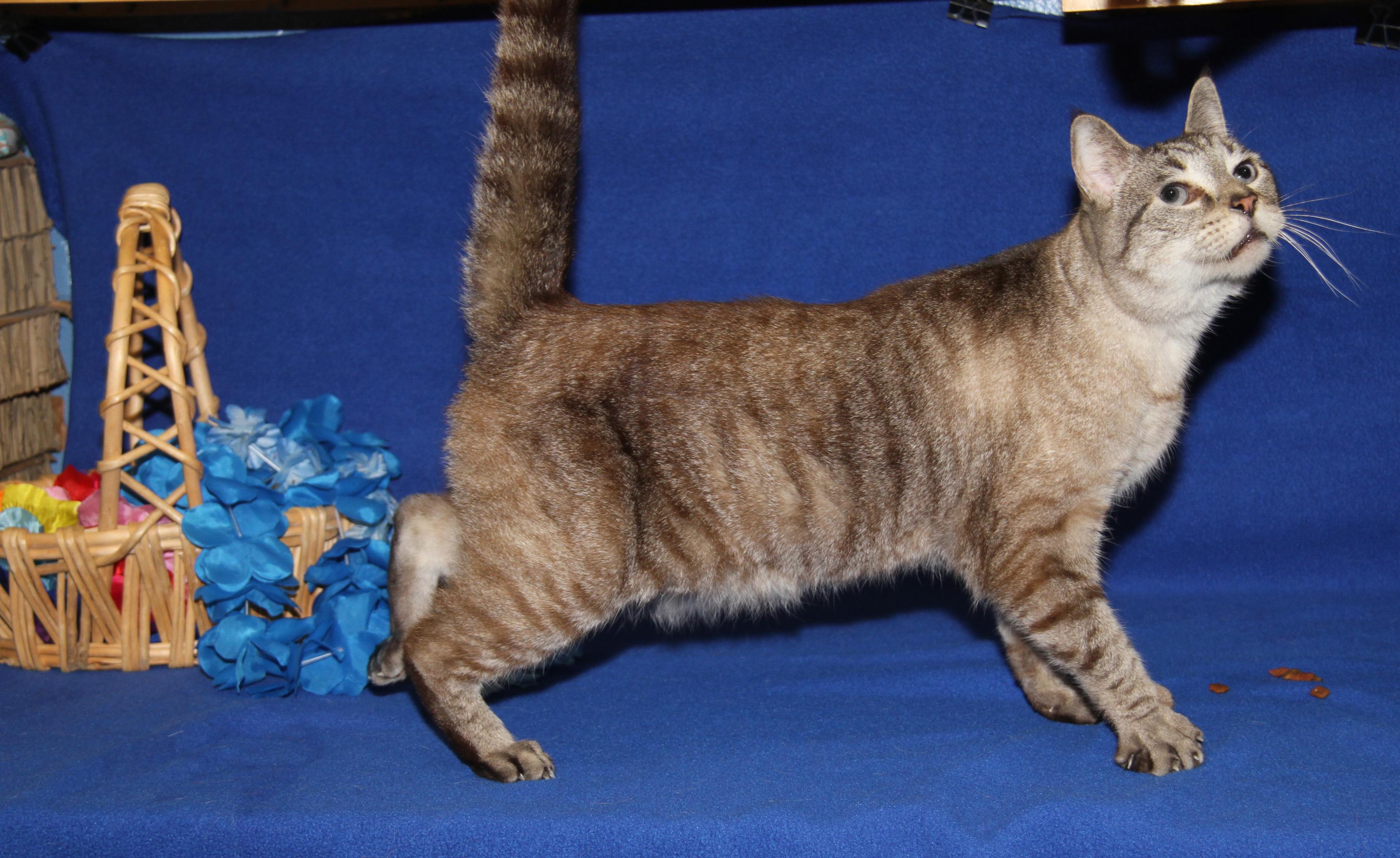 Enlarge Peanut (Neutered) (Photos 4/10/2026), an adopted Siamese in Marietta, OH image 3/6