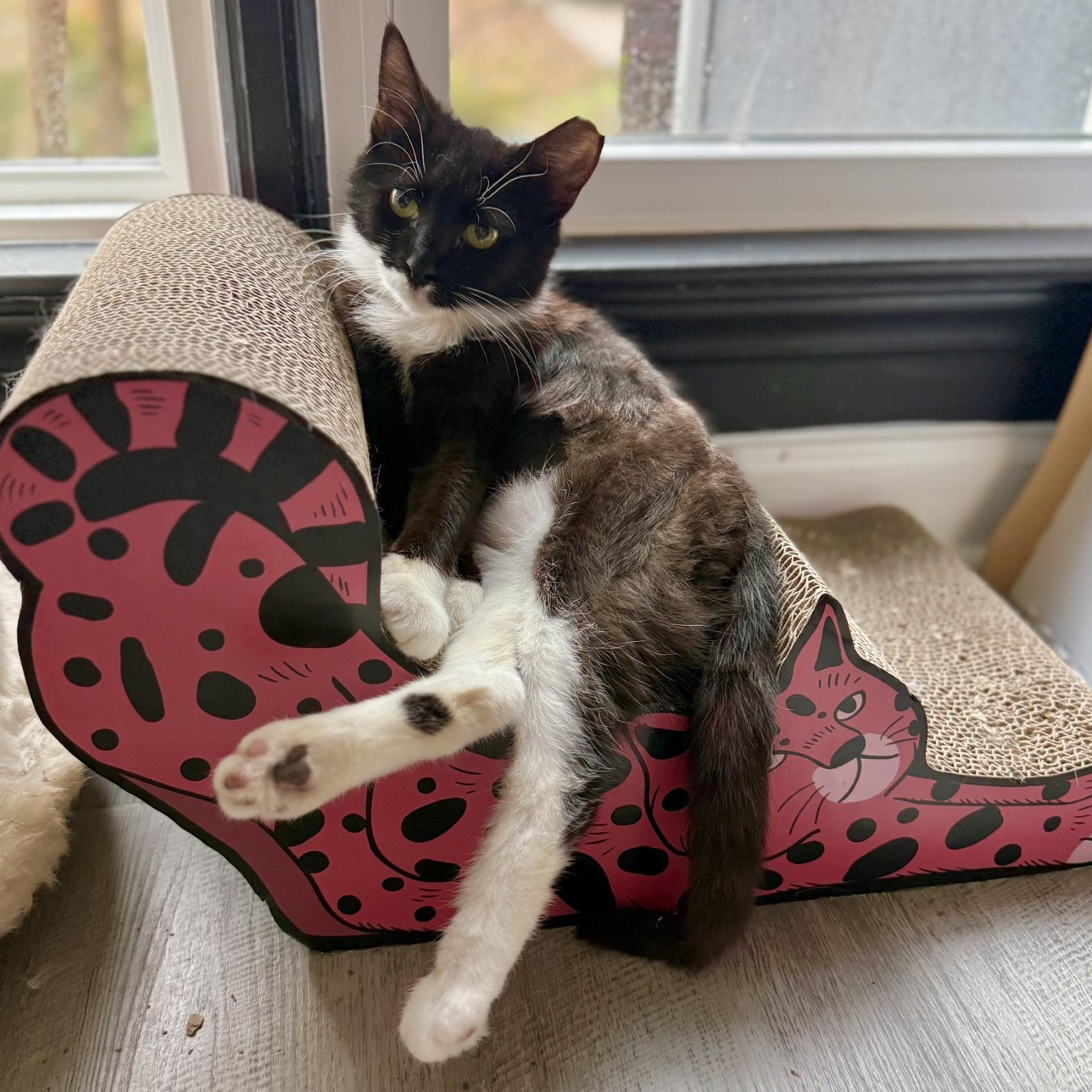 Cardboard, a Adoptable Domestic Short Hair in Charlotte, NC image 2/6