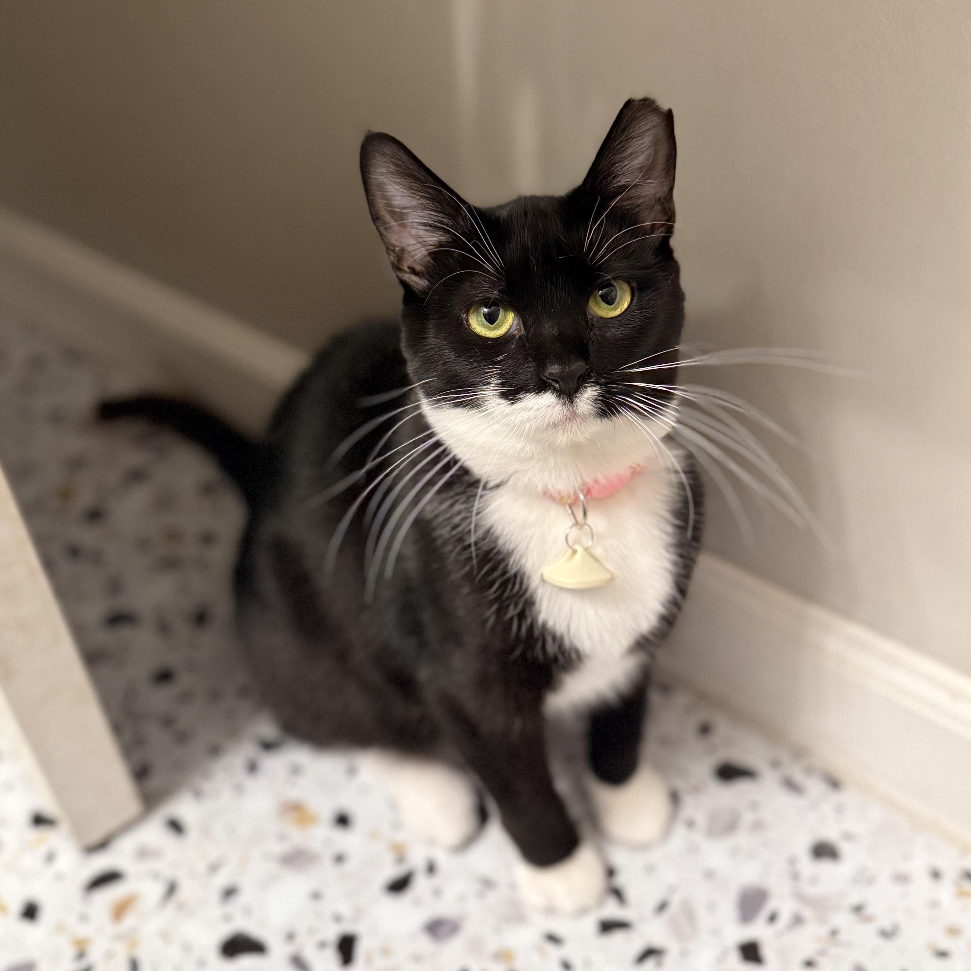 Cardboard, a Adoptable Domestic Short Hair in Charlotte, NC image 1/6