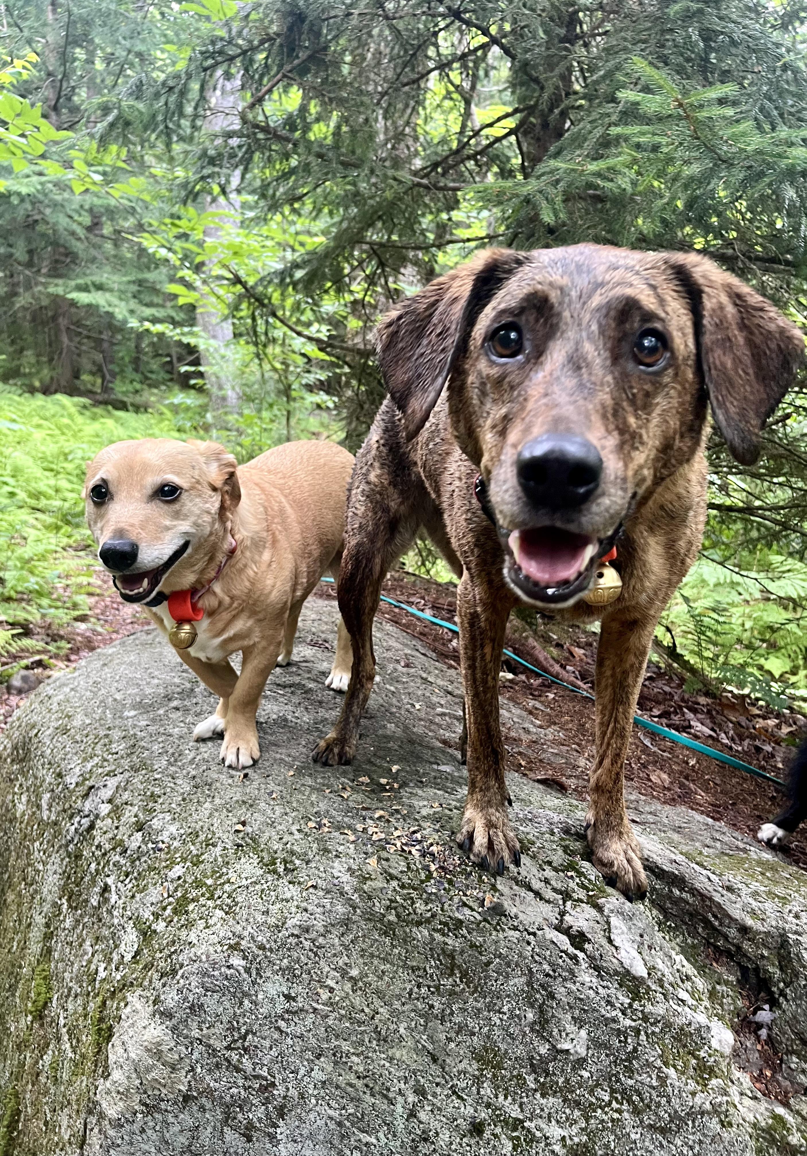 Enlarge Kiwi, a Adoptable mixed breed in Bristol, VT image 3/6