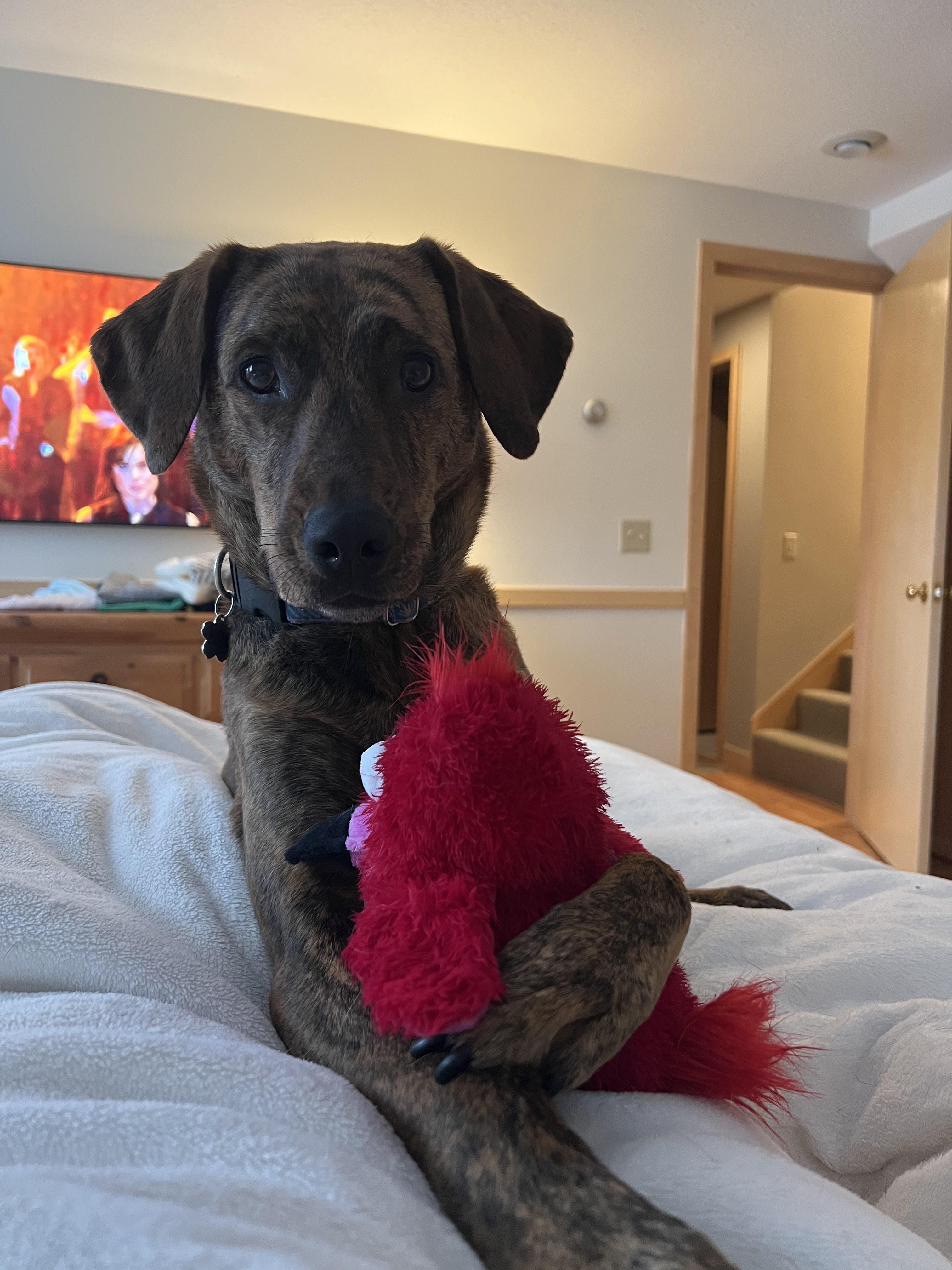 Enlarge Kiwi, a Adoptable mixed breed in Bristol, VT image 4/6