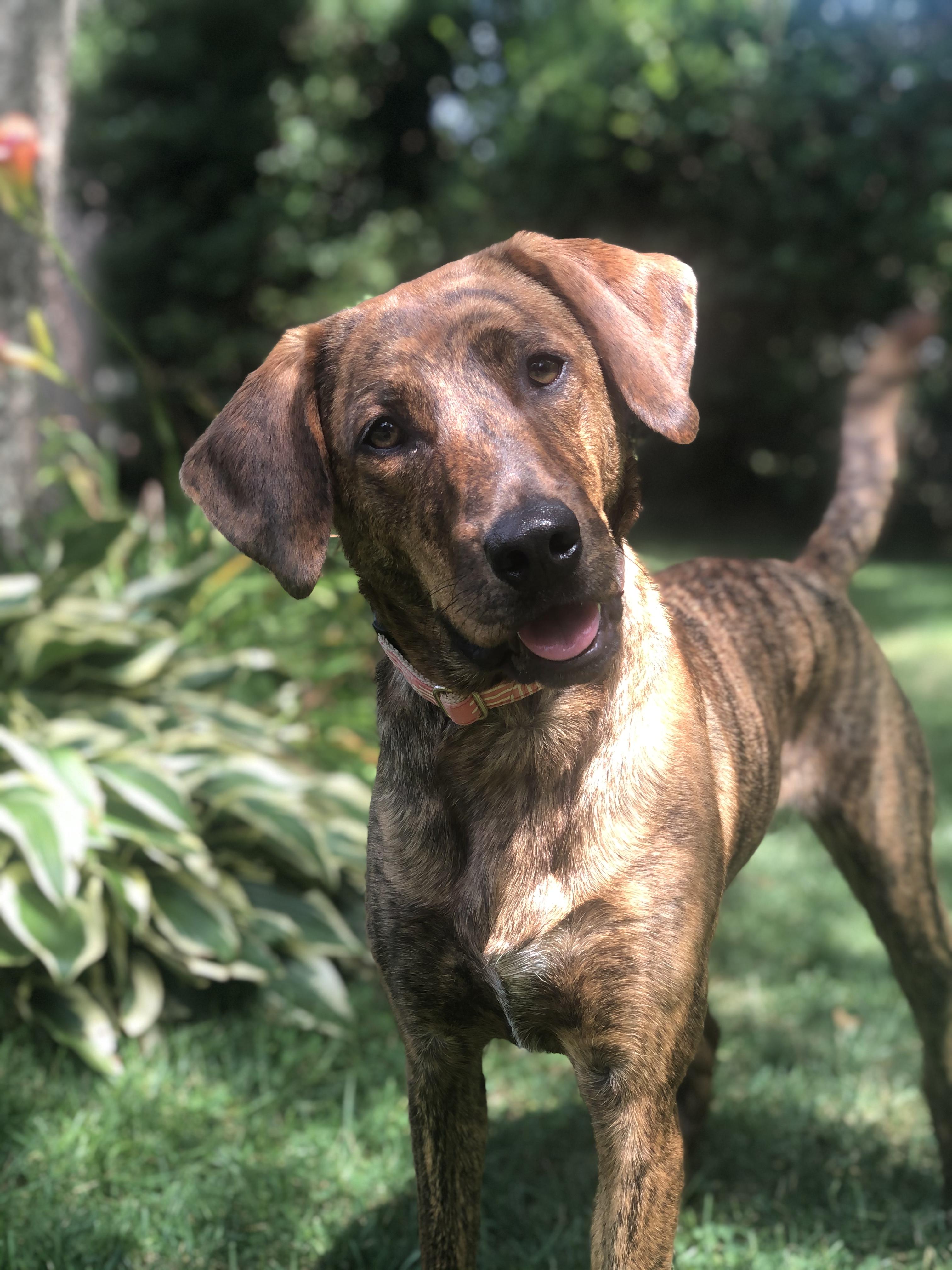 Enlarge Kiwi, a Adoptable mixed breed in Bristol, VT image 1/6