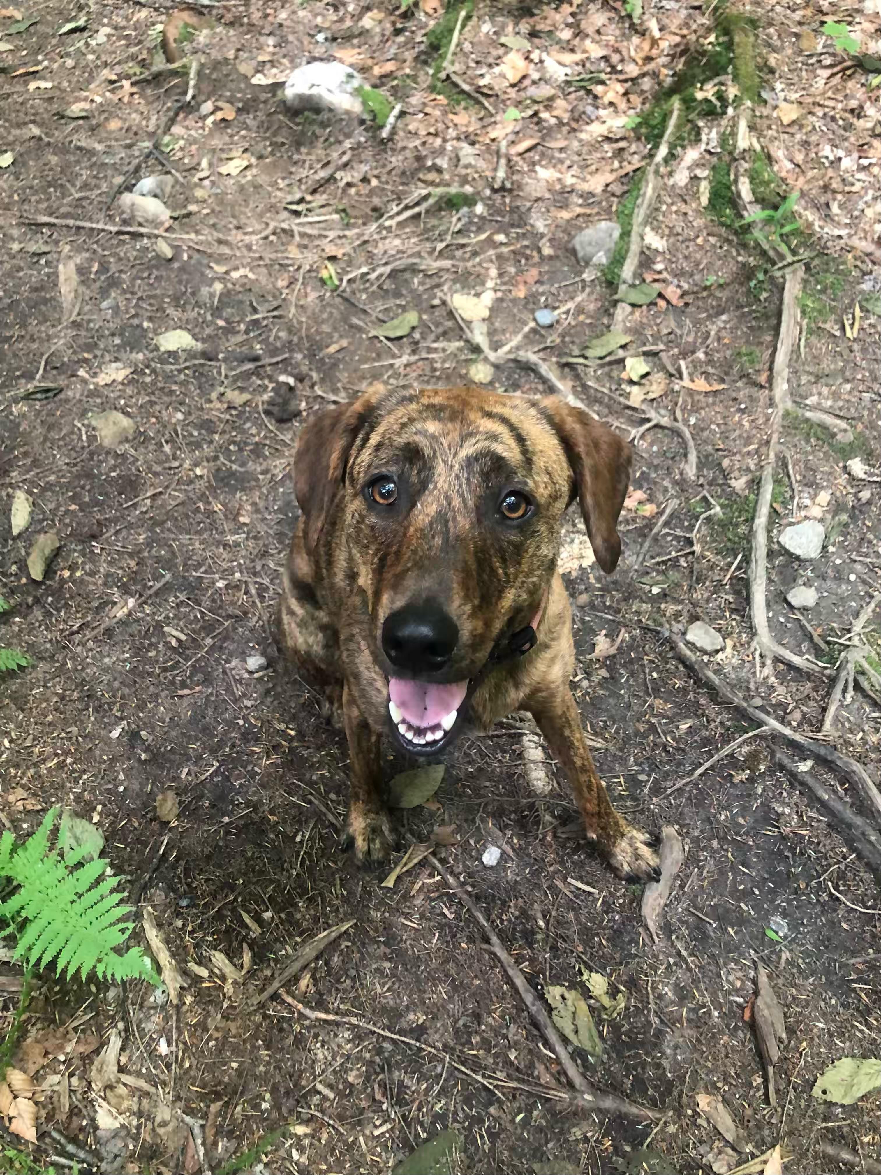 Enlarge Kiwi, a Adoptable mixed breed in Bristol, VT image 5/6