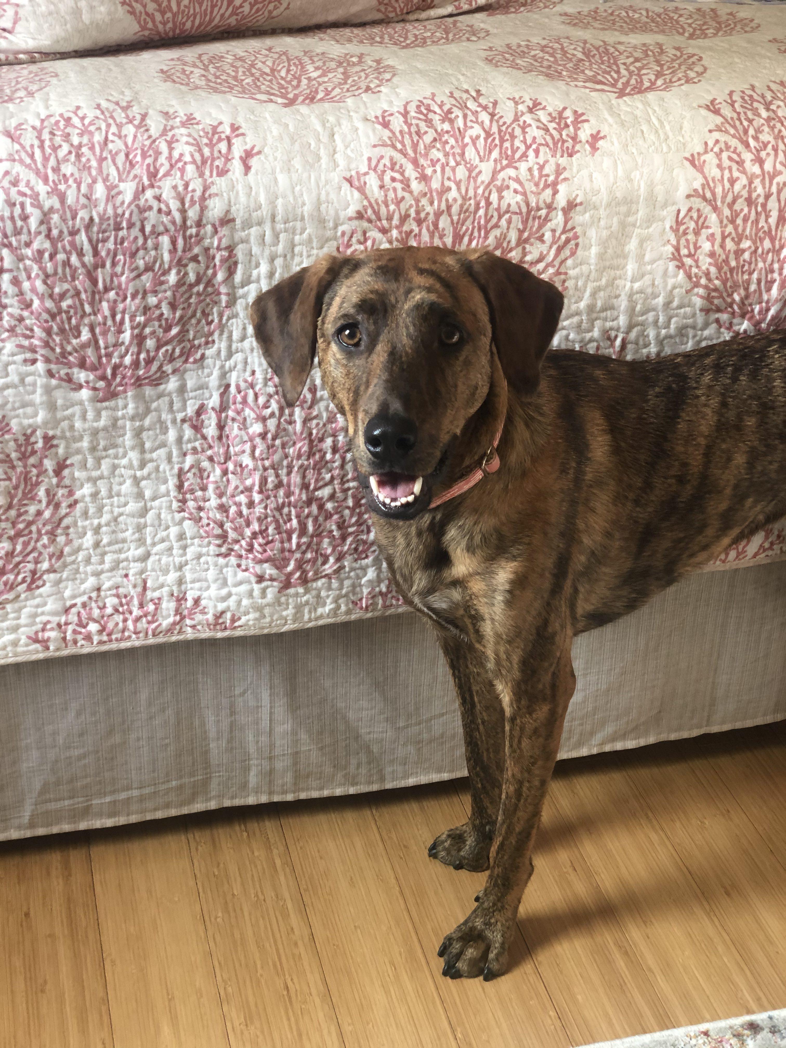 Enlarge Kiwi, a Adoptable mixed breed in Bristol, VT image 6/6