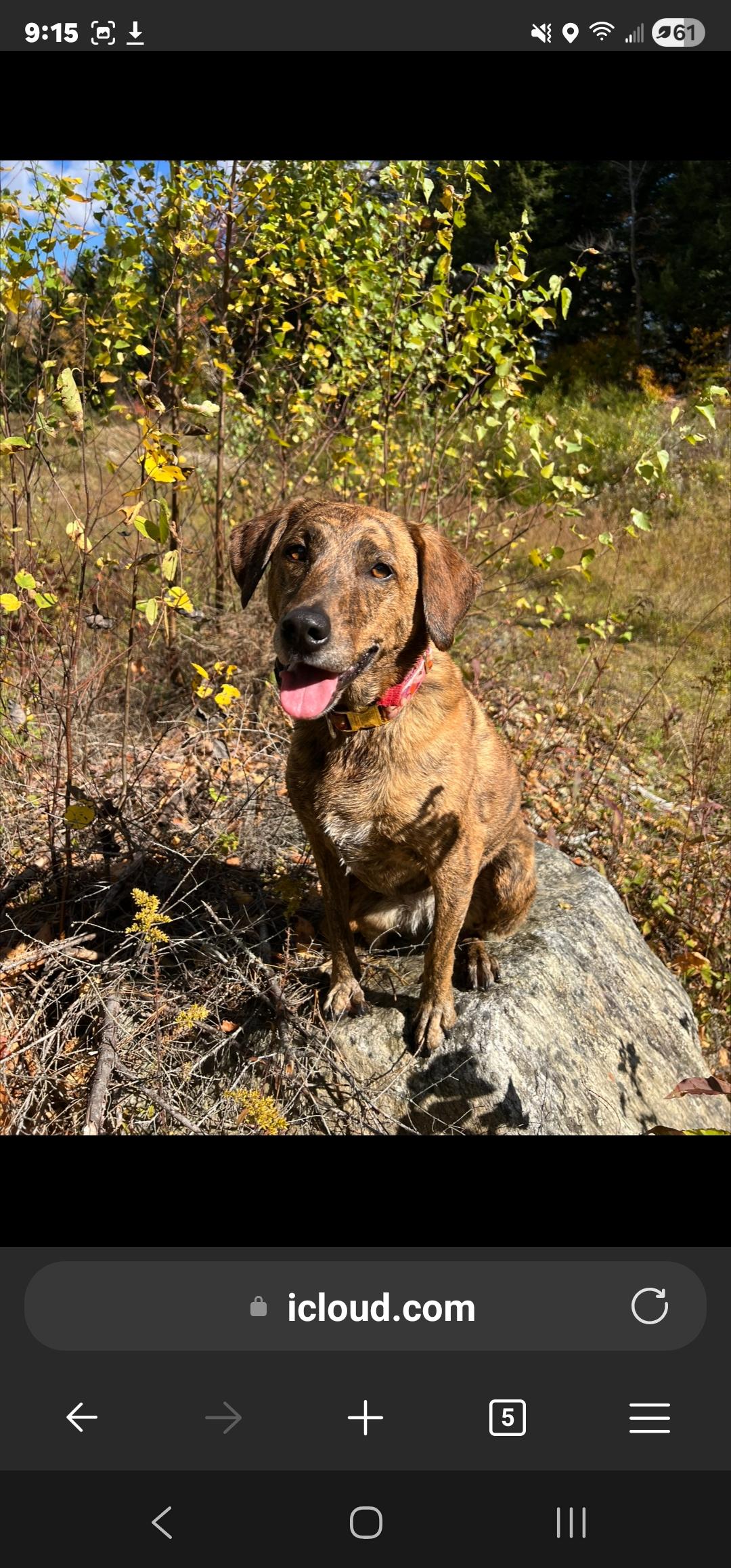 Enlarge Kiwi, a Adoptable mixed breed in Bristol, VT image 2/6