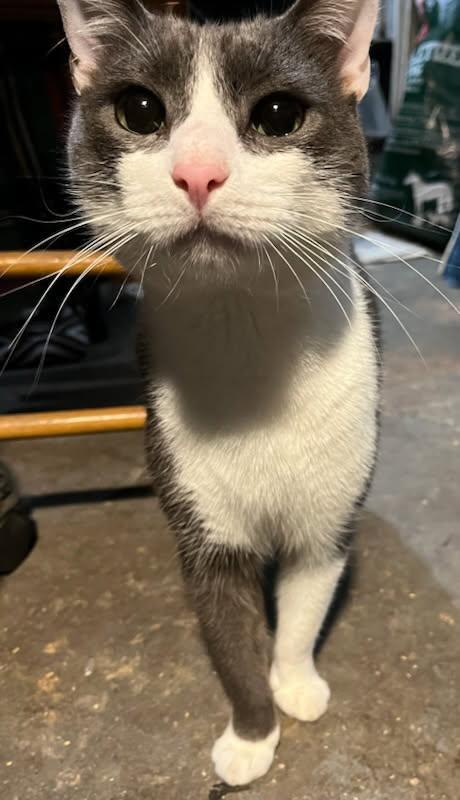 Puddy the Playful Tuxedo Kitty photo 2