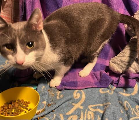 Puddy the Playful Tuxedo Kitty photo 3