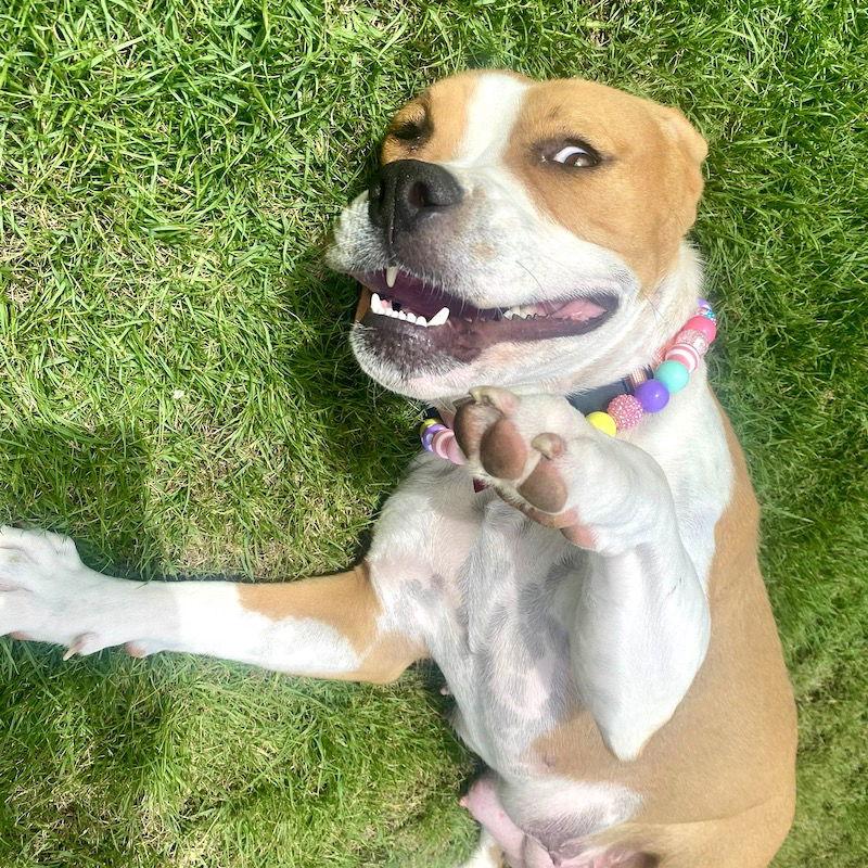 Enlarge Millie, a Adoptable mixed breed in San Juan Capistrano, CA image 3/3