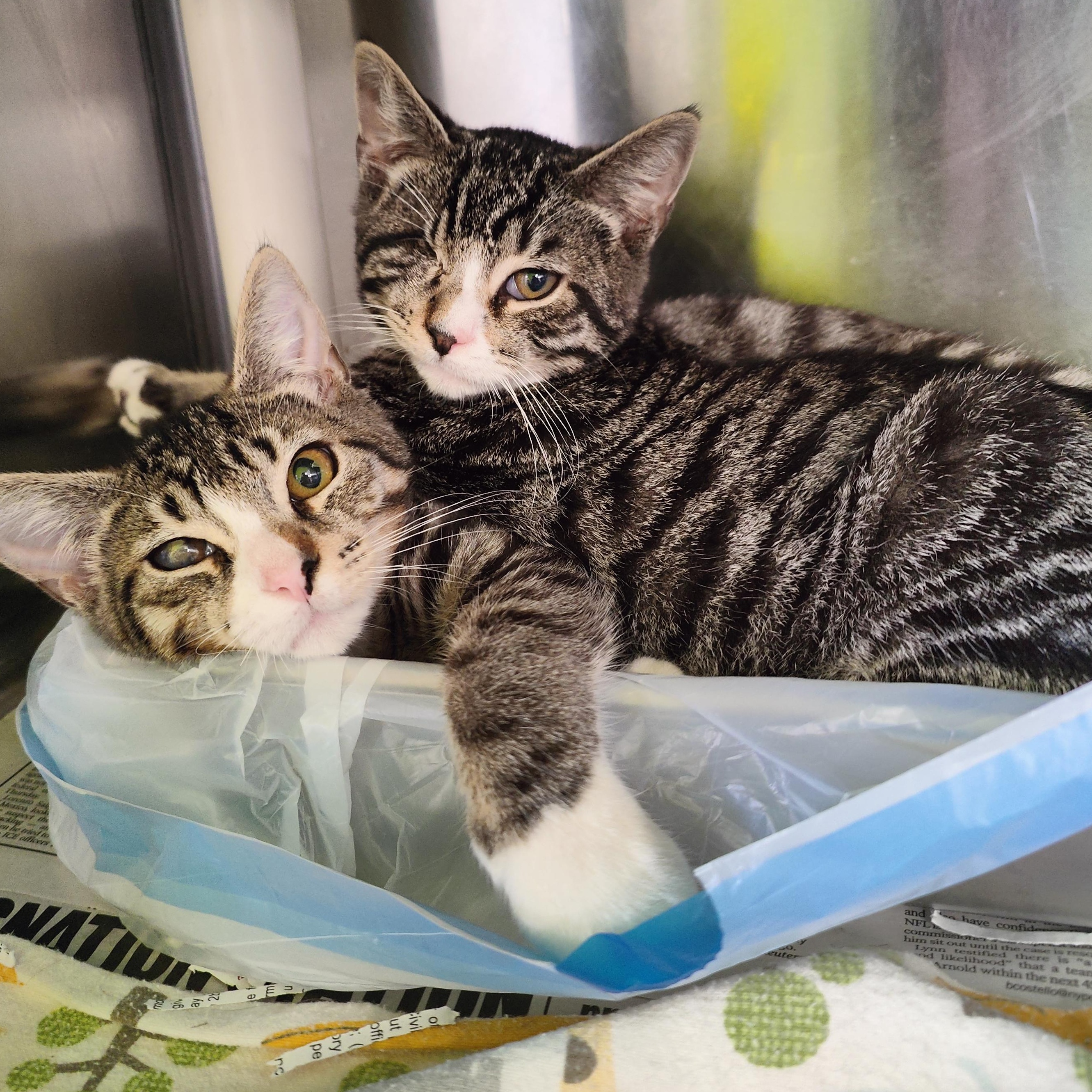 Munch & Nibble, ADOPTABLE, Young Male Domestic Short Hair.