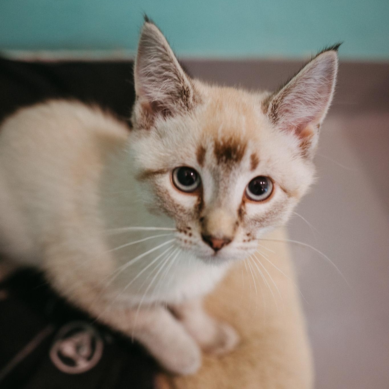 Cats for Adoption Near Jackson, WY | Petfinder