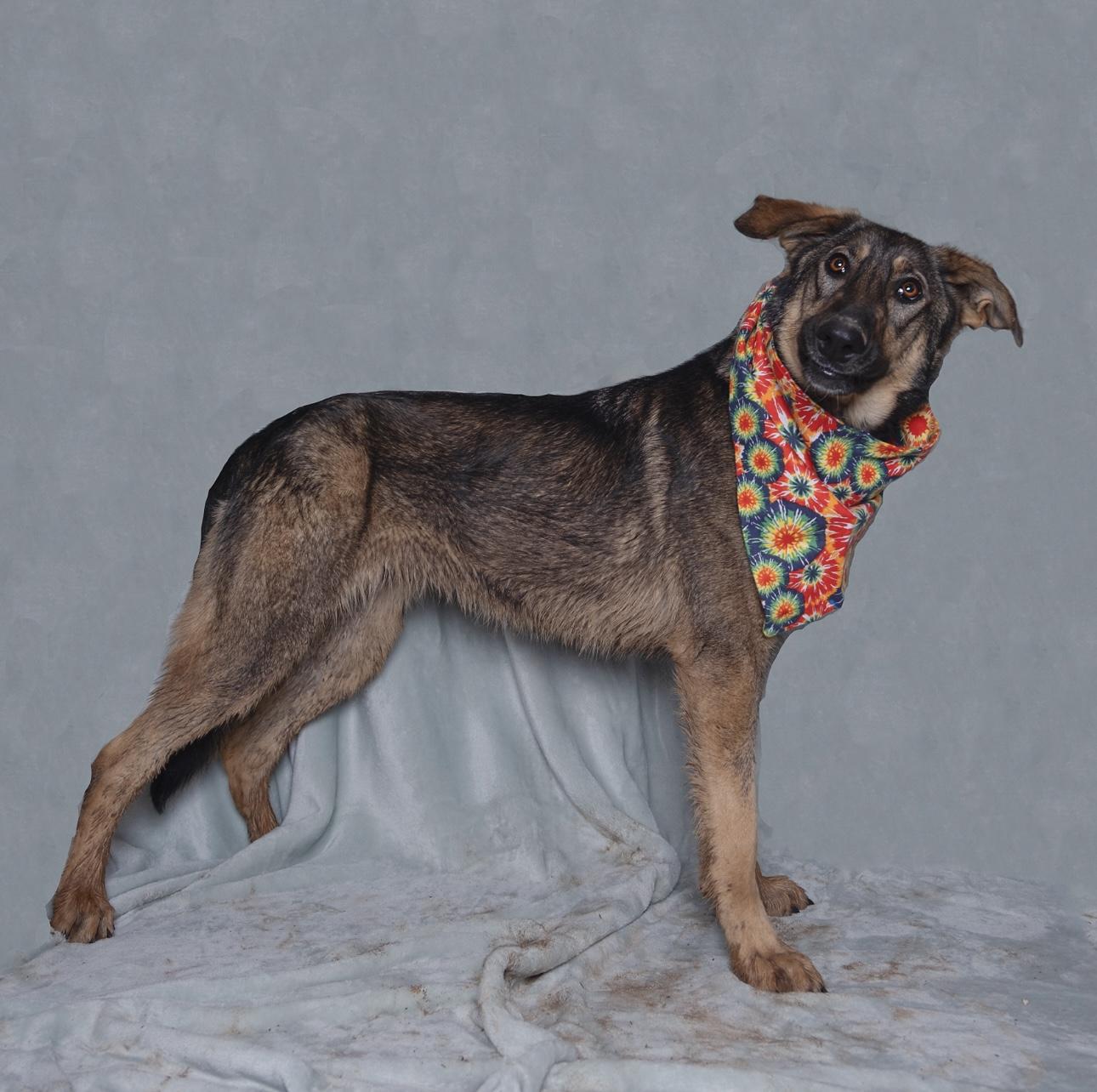 Suki — thumbnail 2